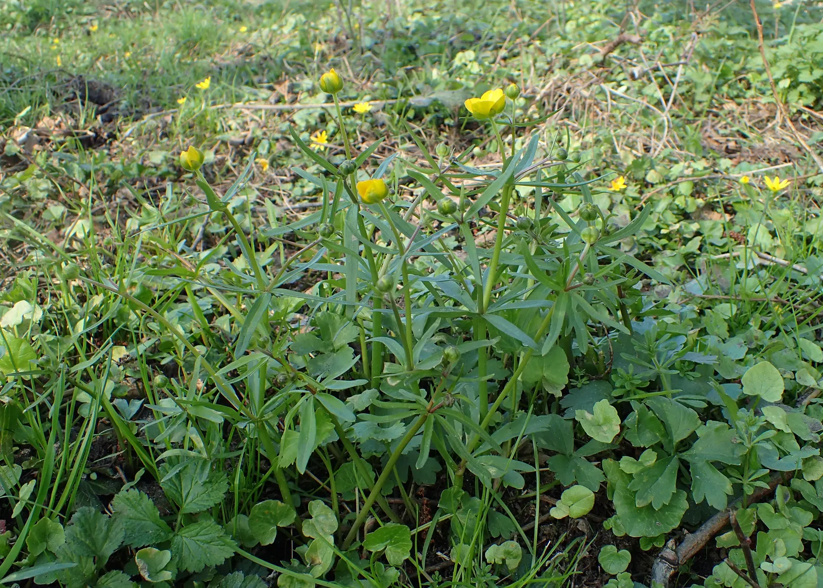 Ranunculus (Ranunculus Asiaticus) — Remember to plant the claw-like tubers in fall or early spring; this plant demands well-draining soil and a site bathed in