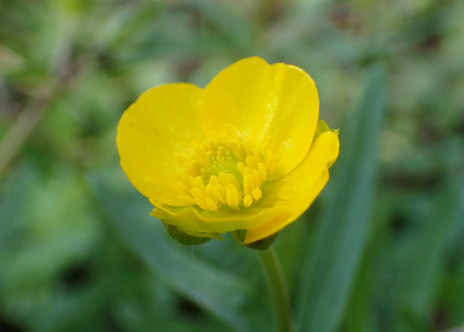 Ranunculus (Ranunculus Asiaticus) — cup-shaped flowers that span 3 to 5 inches across and present a palette ranging from creamy whites; they pair exceptionally