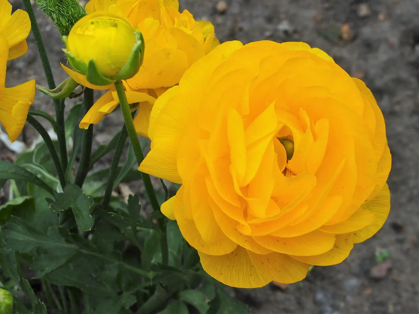 Ranunculus (Ranunculus Asiaticus) — fully double flowers with layered petals resembling tissue paper; making it an excellent choice for mid-border planting or