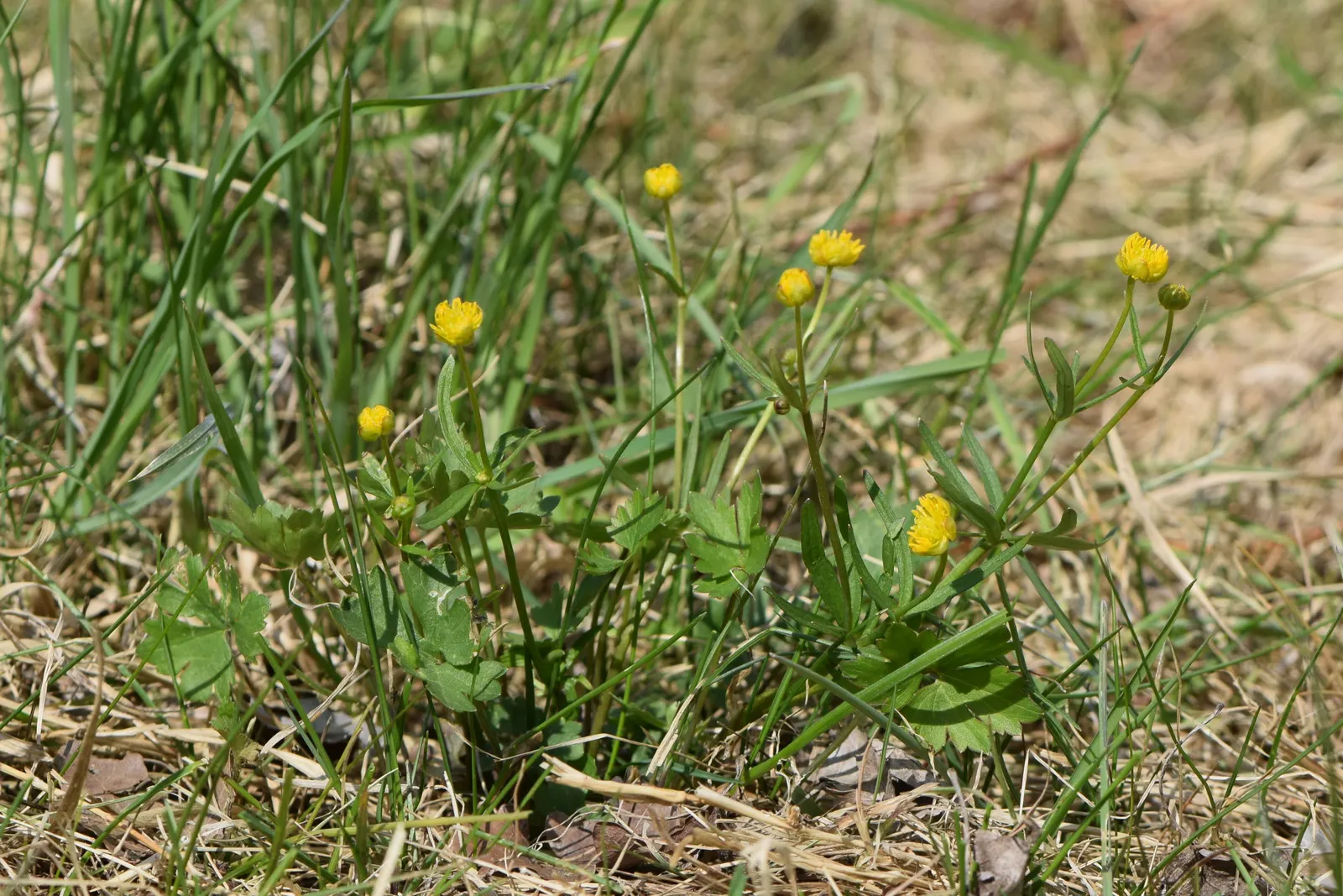 Ranunculus (Ranunculus Asiaticus) — They thrive in full sun to partial shade and prefer well-drained soil; and their cut flowers provide lasting, image 75