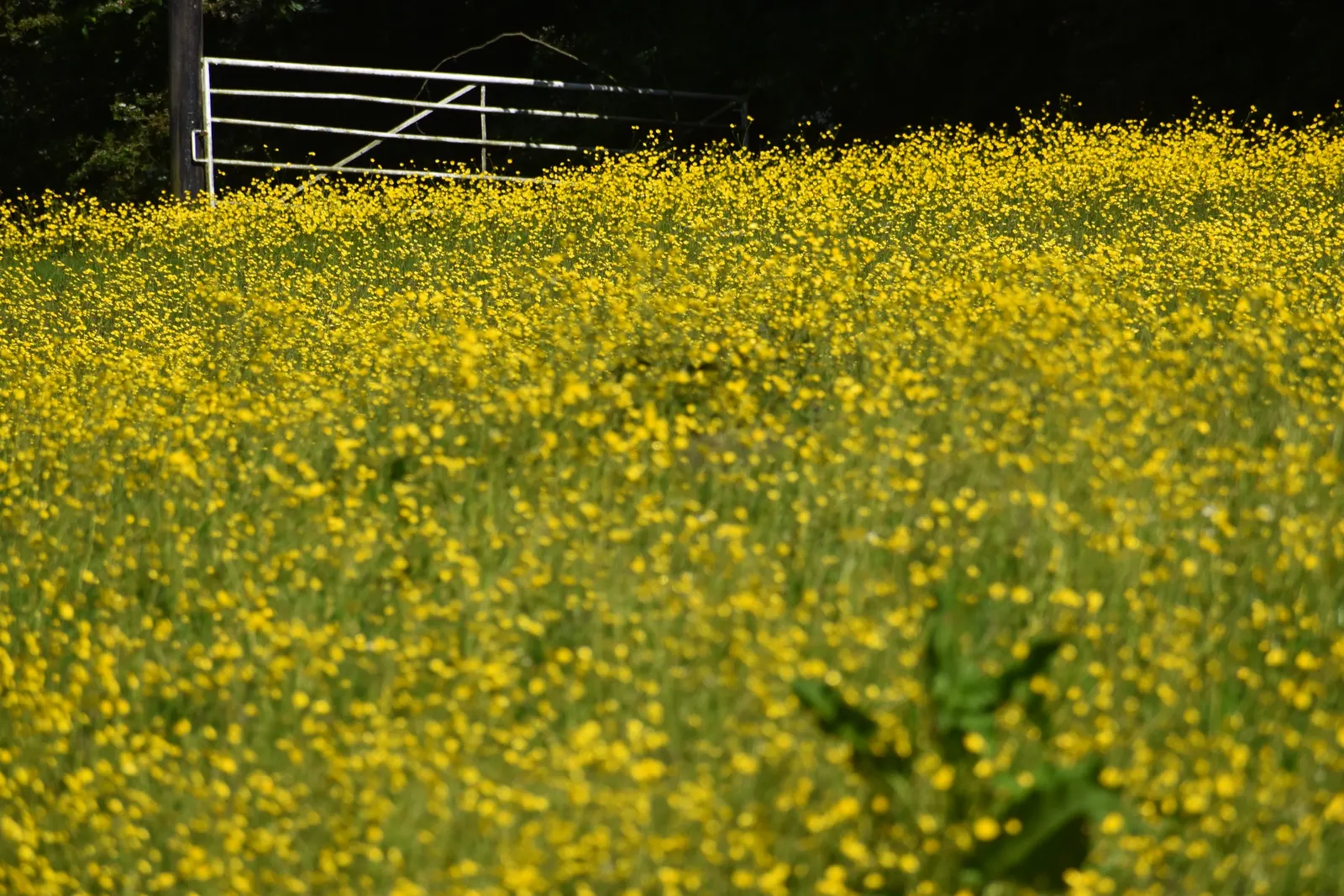 Ranunculus (Ranunculus Asiaticus) — and their cut flowers provide lasting beauty in floral arrangements; they thrive in full sun to partial shade and prefer