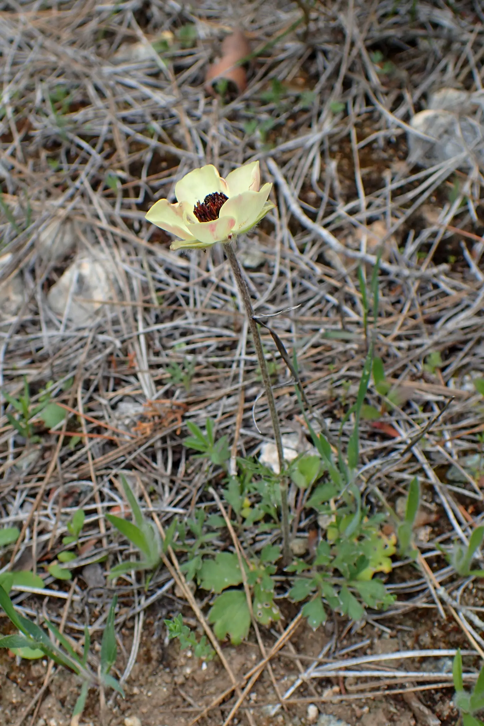 Ranunculus (Ranunculus Asiaticus) — this plant demands well-draining soil and a site bathed in full to partial sunlight