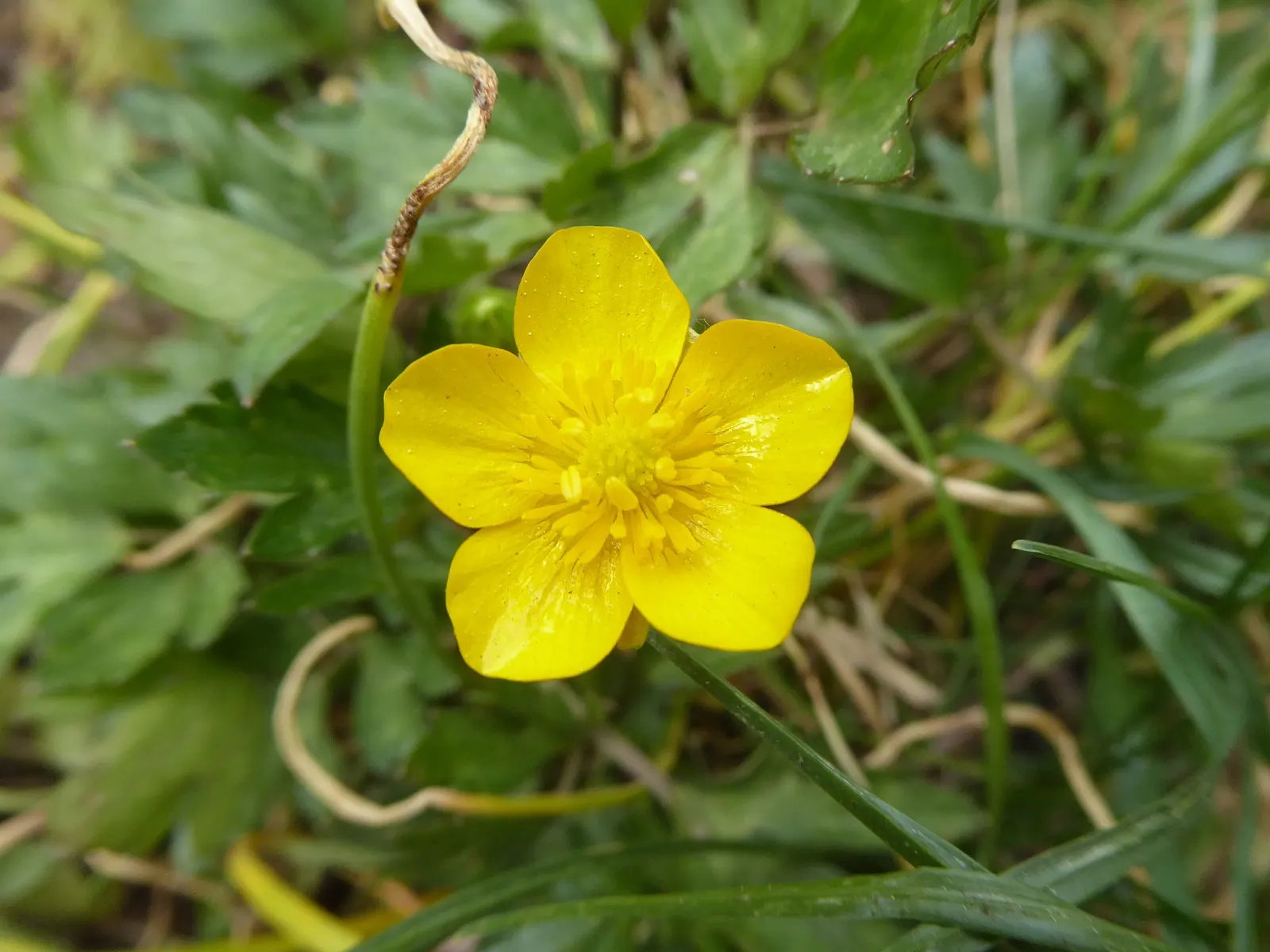 Ranunculus (Ranunculus Asiaticus) — deeply lobed leaves providing a plush green backdrop that accentuates its jewel-toned blossoms; perennial with pink and