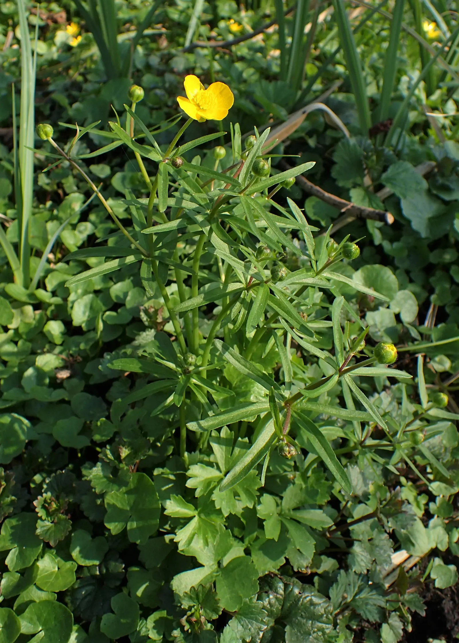 Ranunculus (Ranunculus Asiaticus) — making it an excellent choice for mid-border planting or as a vibrant container specimen; fully double flowers, image 107