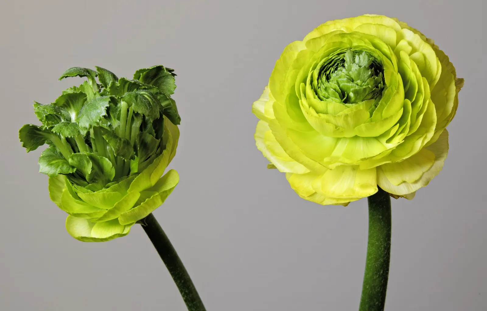 Ranunculus (Ranunculus Asiaticus) — pink and purple and red and white and yellow flowers in the garden; or cut flower gardens in USDA zones 8, image 94