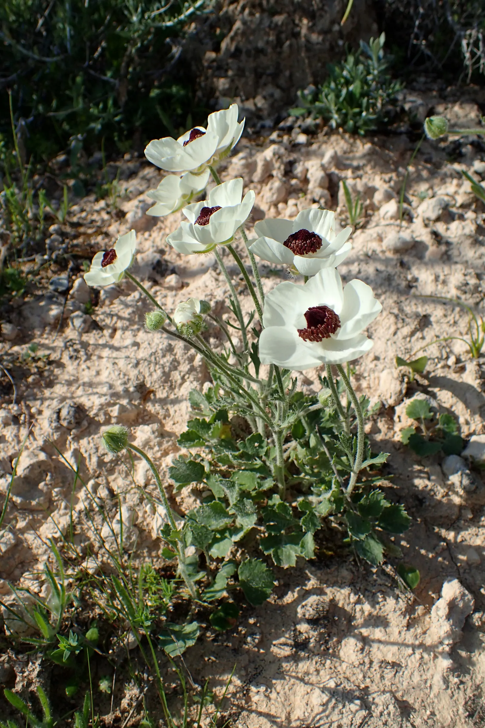 Ranunculus (Ranunculus Asiaticus) — perennial for full or half