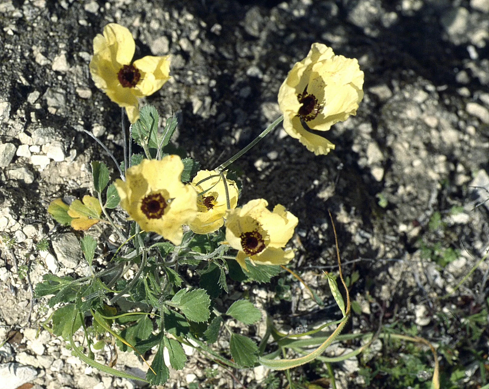 Ranunculus (Ranunculus Asiaticus) — Flourishing in USDA hardiness zones 8 to 10; its sturdy stems are adorned with bright, image 81