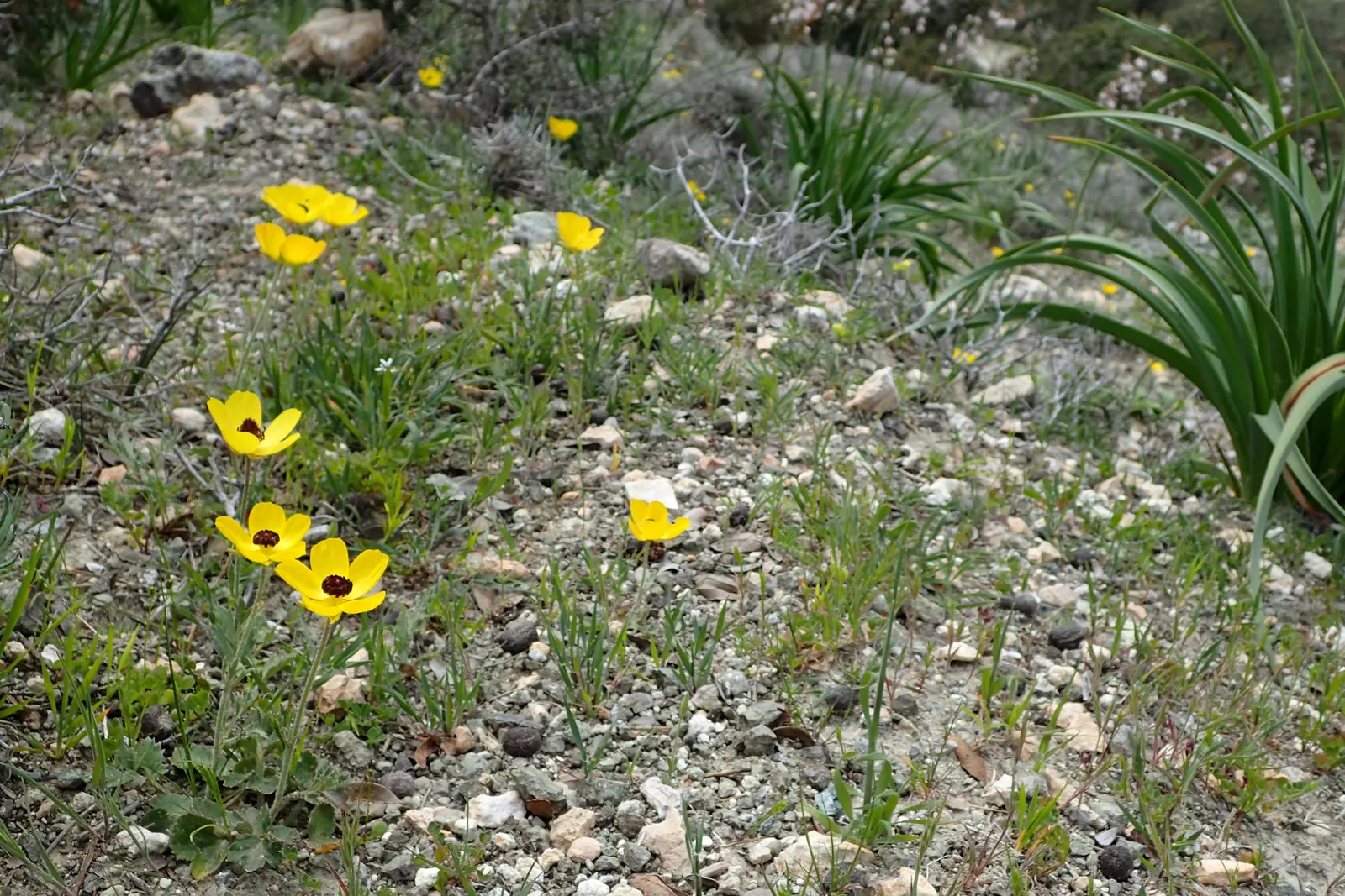 Ranunculus (Ranunculus Asiaticus) — They pair exceptionally well with spring bulbs