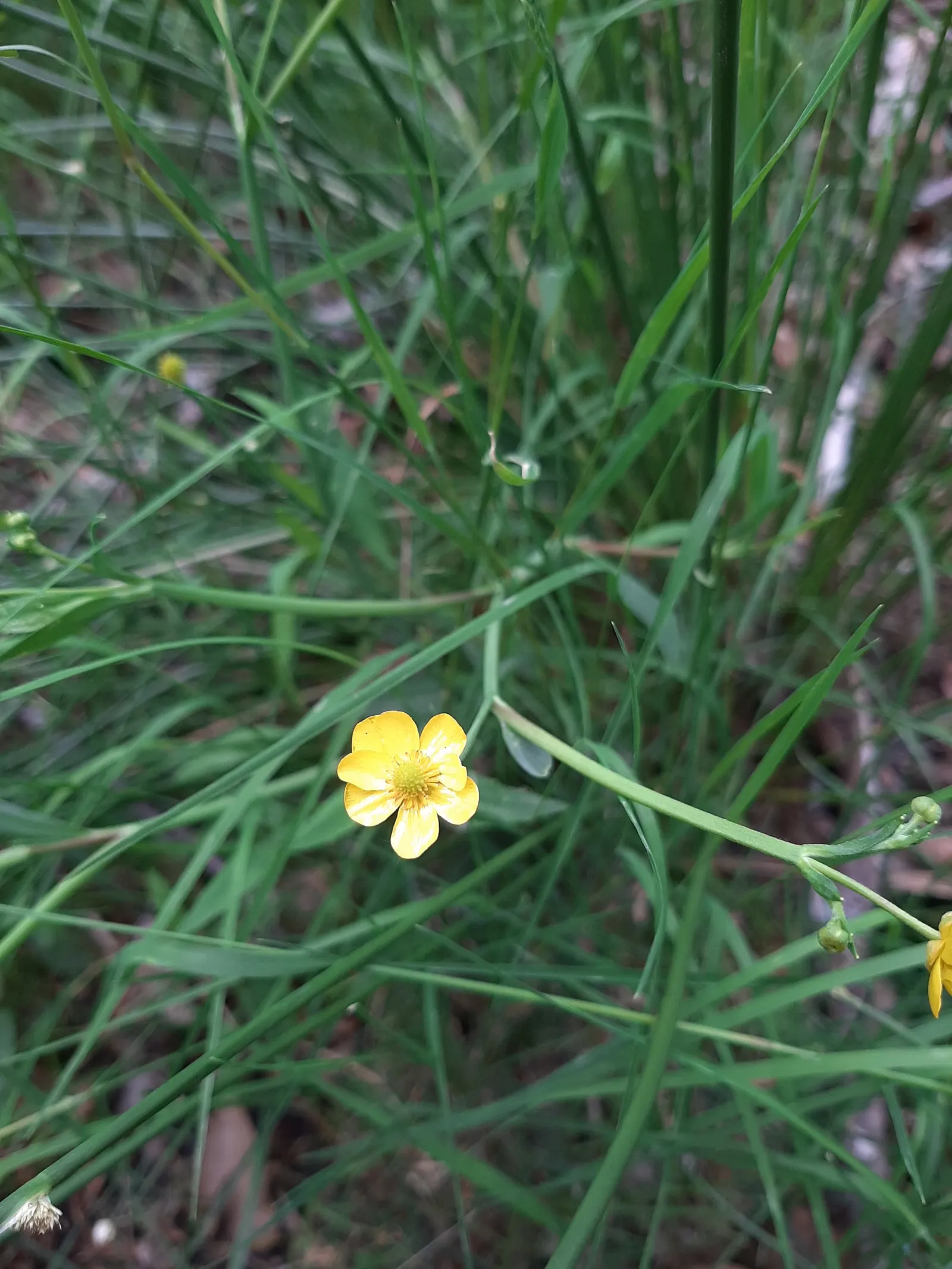 Ranunculus (Ranunculus Asiaticus) — Remember to plant the claw-like tubers in fall or early spring; this plant demands well-draining soil and a, image 163