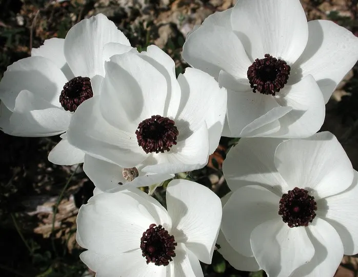 Ranunculus (Ranunculus Asiaticus) — cup-shaped flowers that span 3 to 5 inches across and present a palette ranging from creamy whites; they pair, image 61
