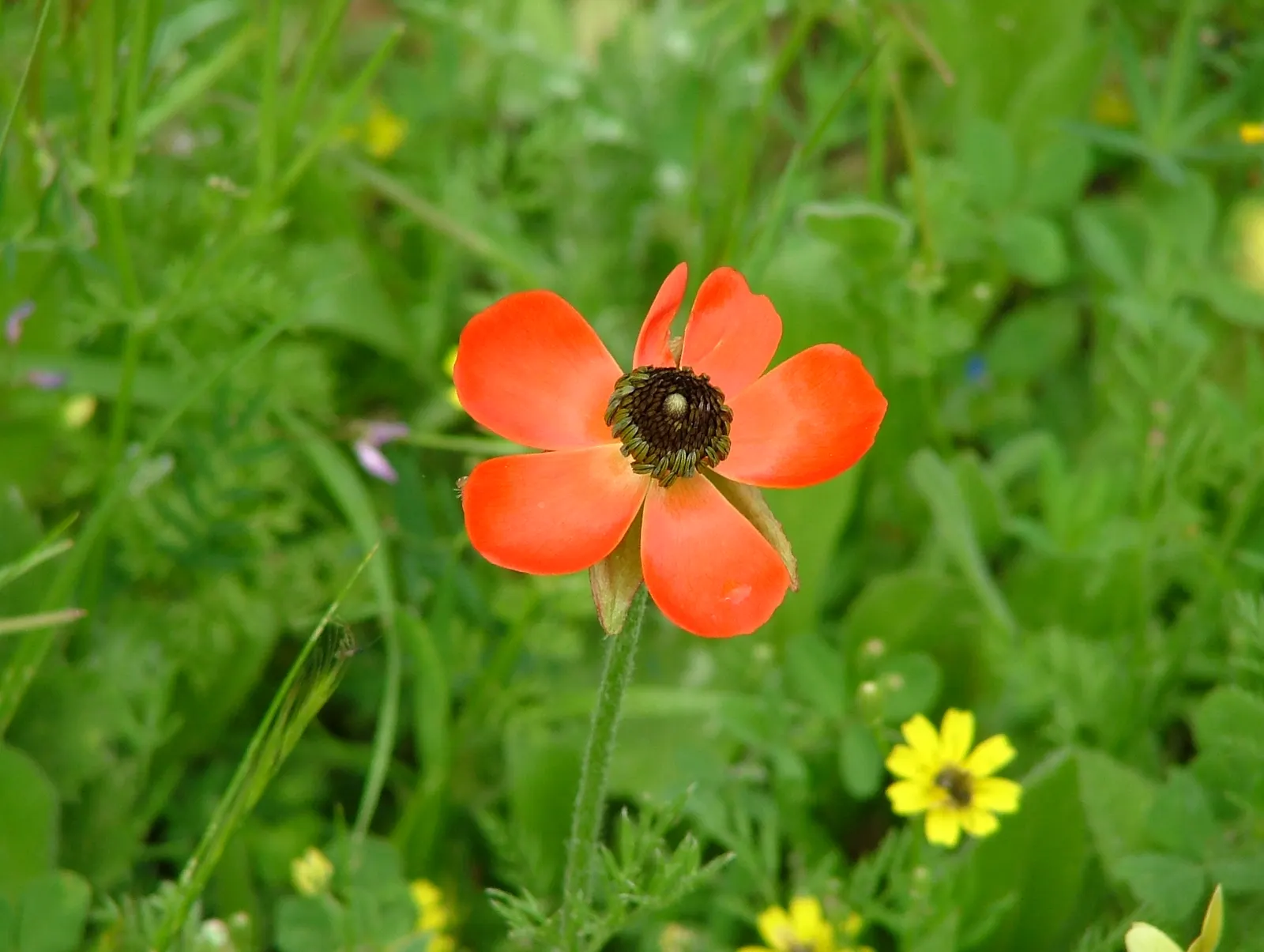Ranunculus (Ranunculus Asiaticus) — commonly known as Persian Buttercup; blooming vibrantly in spring, they stand approximately 12-24 inches tall, image 73