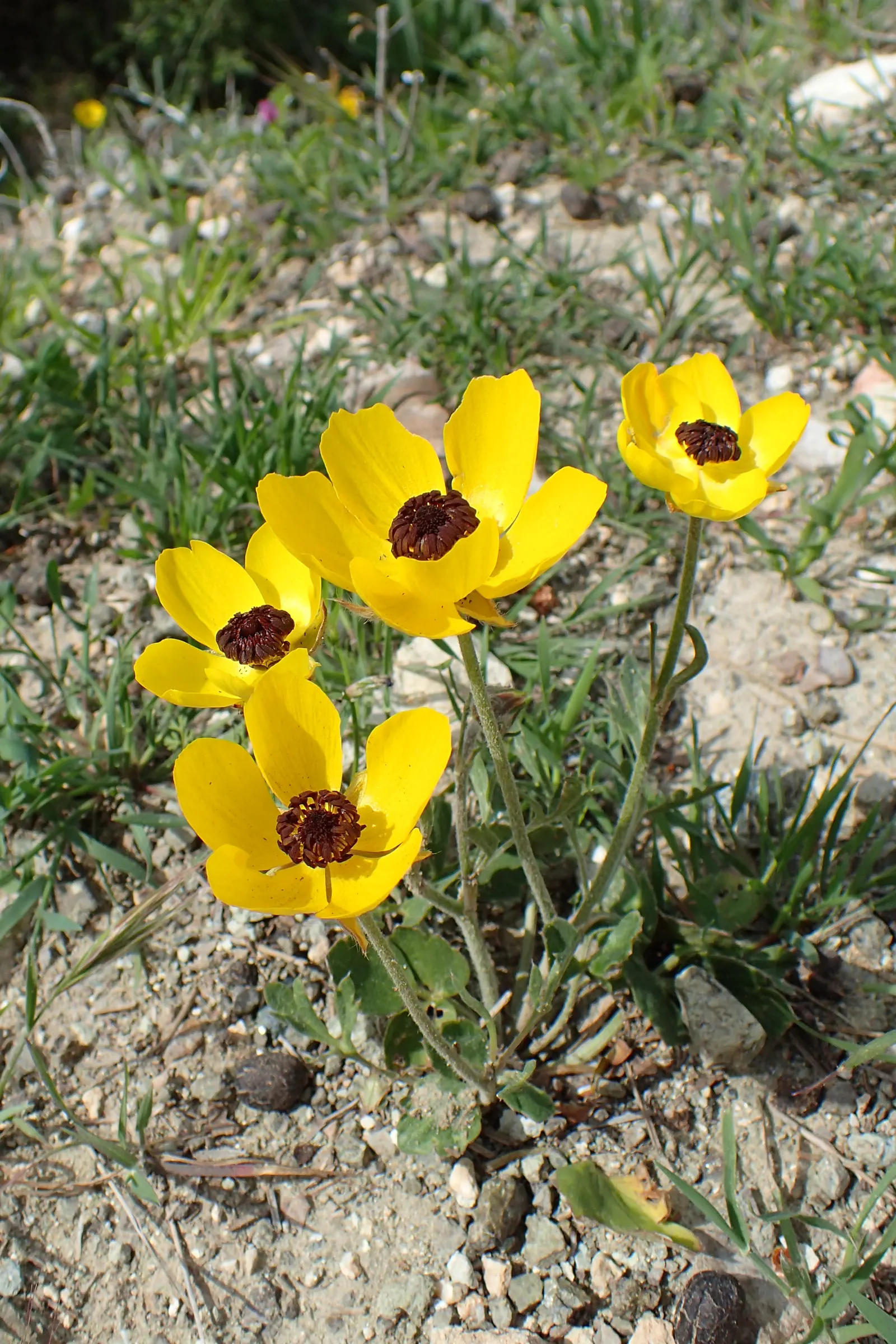 Ranunculus (Ranunculus Asiaticus) — Its sturdy stems are adorned with bright