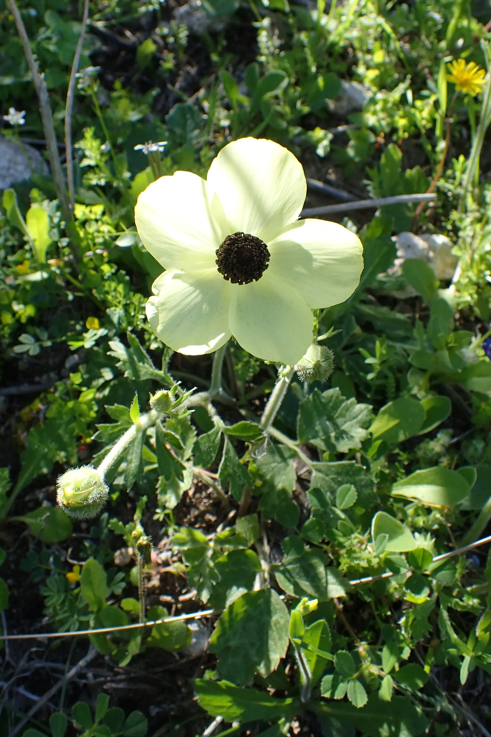 Ranunculus (Ranunculus Asiaticus) — They pair exceptionally well with spring bulbs; cup-shaped flowers that span 3 to 5 inches across and present a, image 88