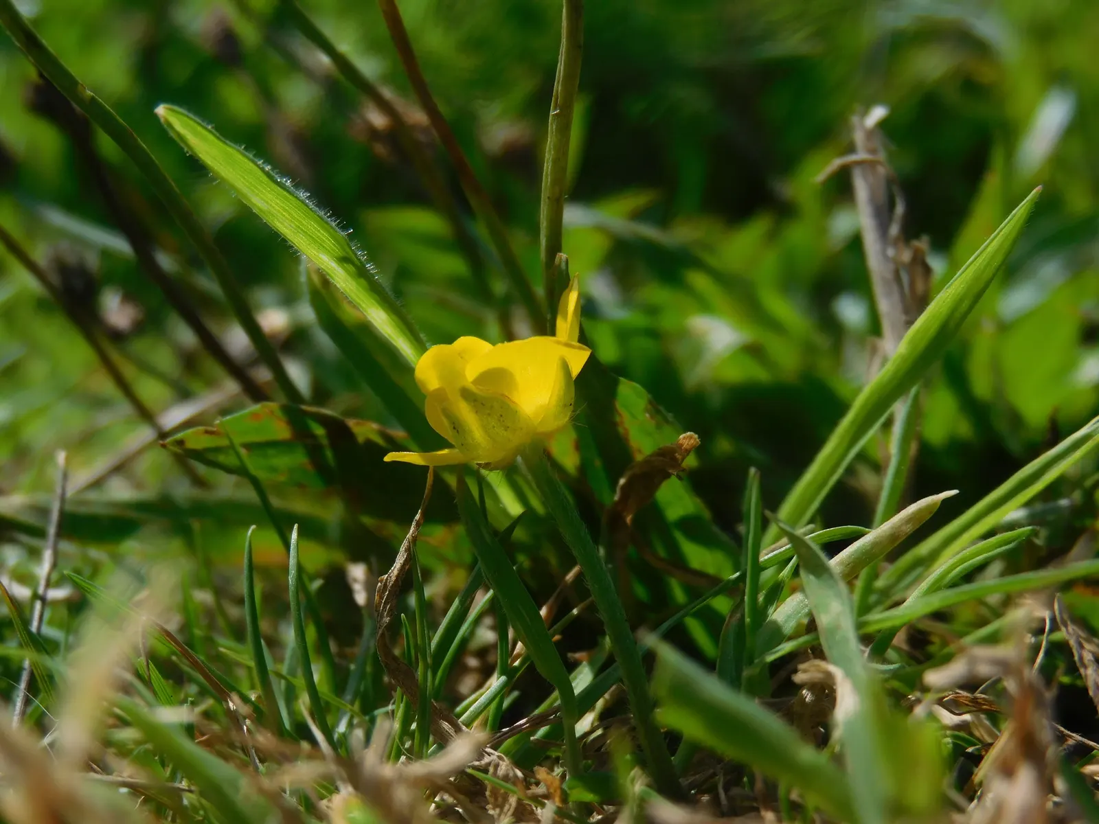 Ranunculus (Ranunculus Asiaticus) — at a depth of approximately 2 inches; such as tulips and daffodils, image 140