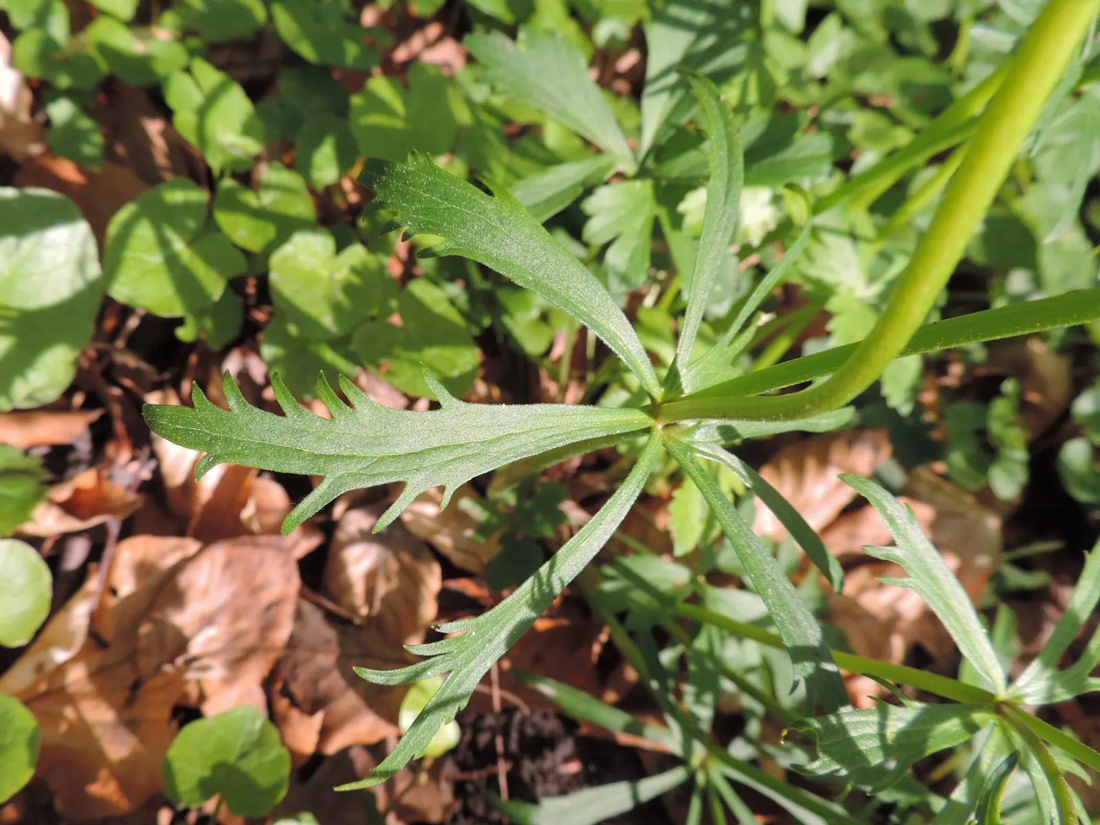 Ranunculus (Ranunculus Asiaticus) — perennial for full or half; and space them about 6 to 8 inches apart to allow for proper growth and ventilation, image 168