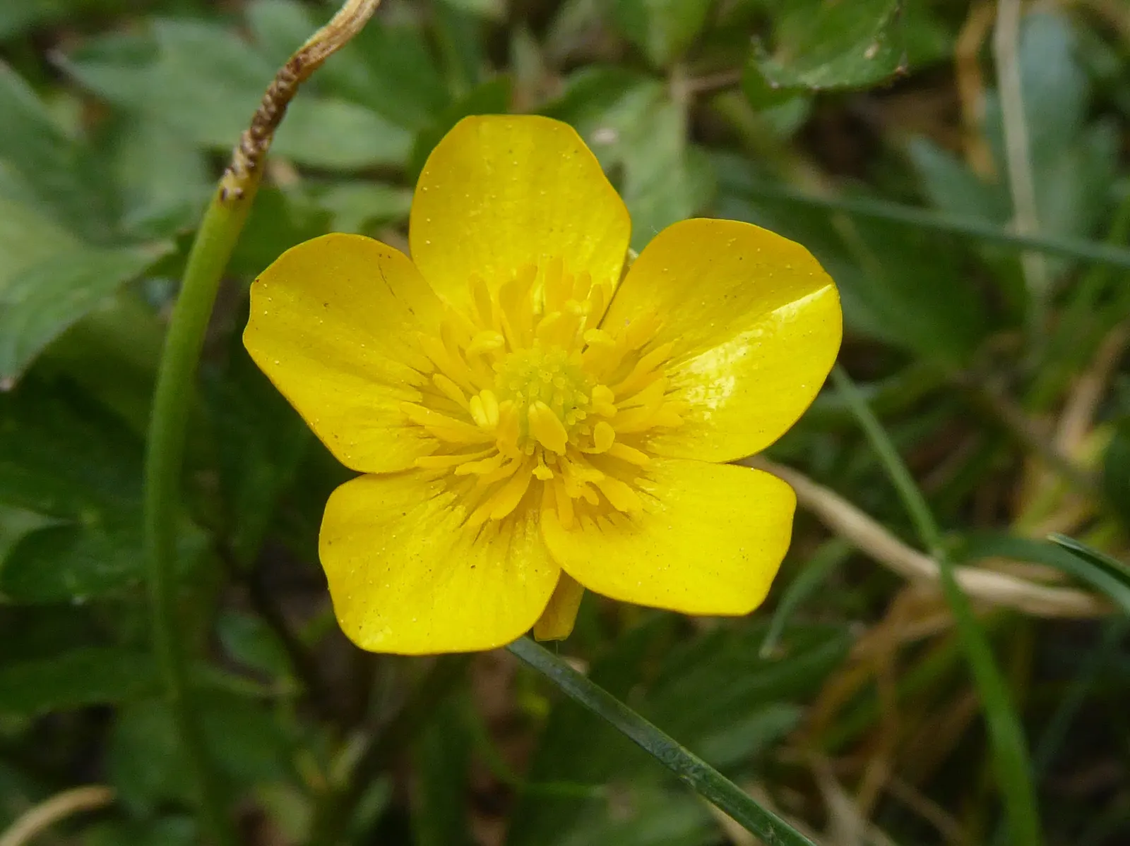 Ranunculus (Ranunculus Asiaticus) — perennial for full or half; and space them about 6 to 8 inches apart to allow for proper growth and ventilation, image 144