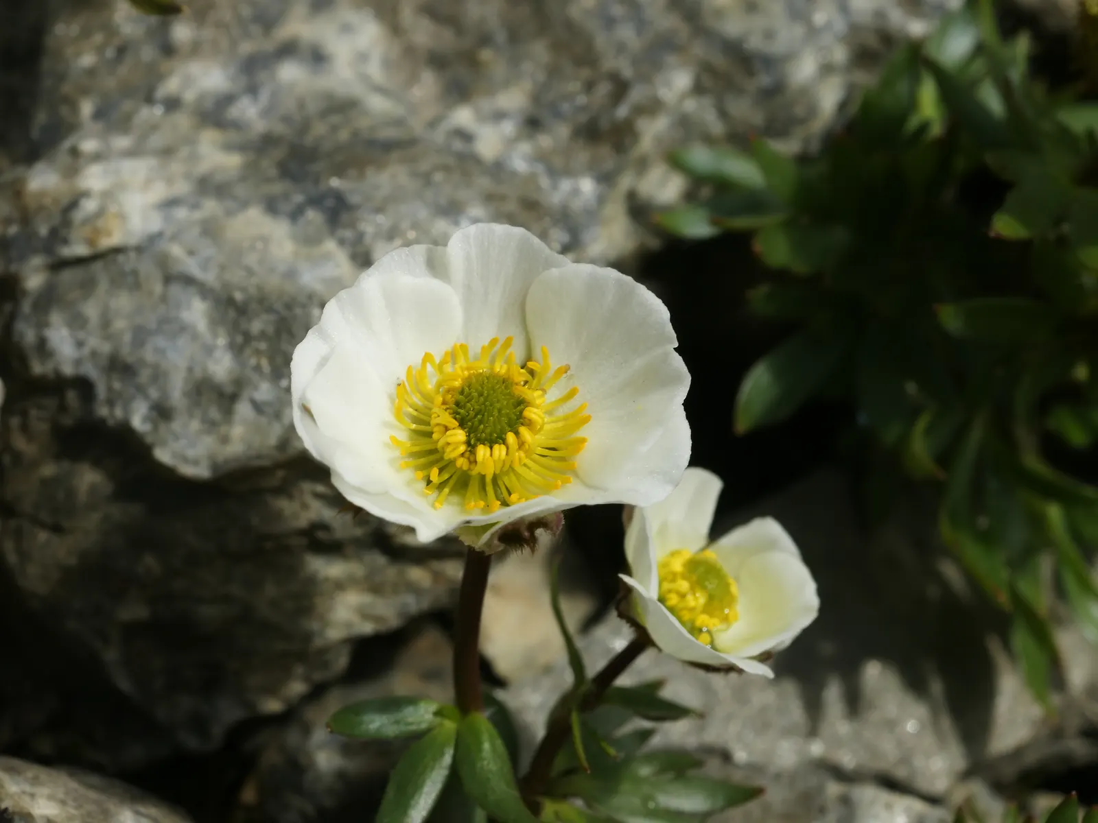 Ranunculus (Ranunculus Asiaticus) — deadheading is recommended; these hardy perennials are perfect for borders