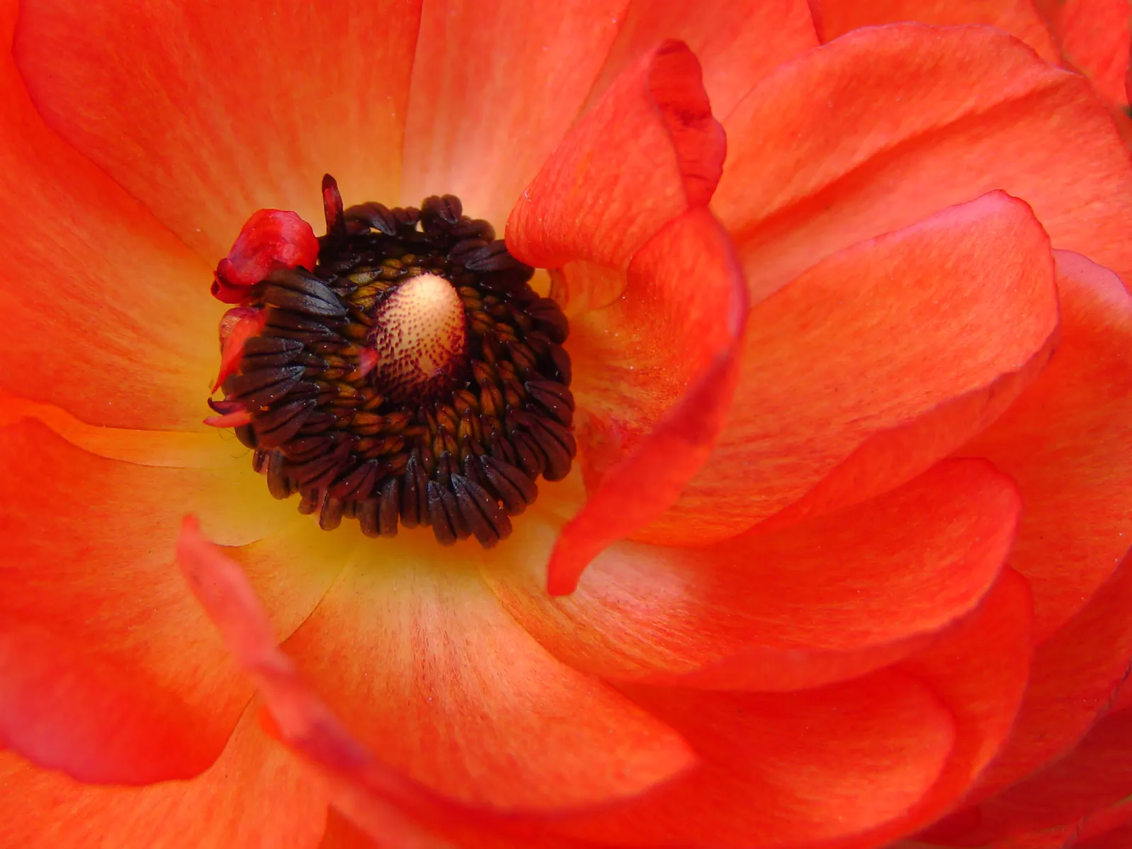 Ranunculus (Ranunculus Asiaticus) — and their cut flowers provide lasting beauty in floral arrangements; they thrive in full sun to partial shade, image 66