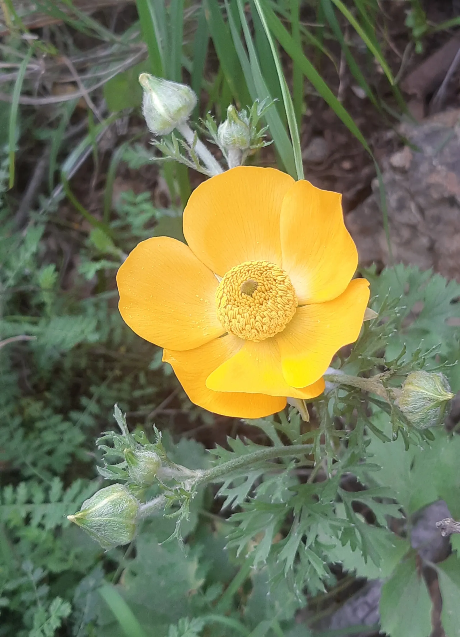 Ranunculus (Ranunculus Asiaticus) — perennial for full or half; and space them about 6 to 8 inches apart to allow for proper growth and ventilation, image 72