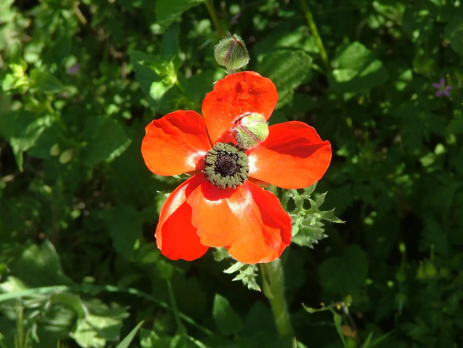 Ranunculus (Ranunculus Asiaticus) — such as tulips and daffodils; at a depth of approximately 2 inches, image 65