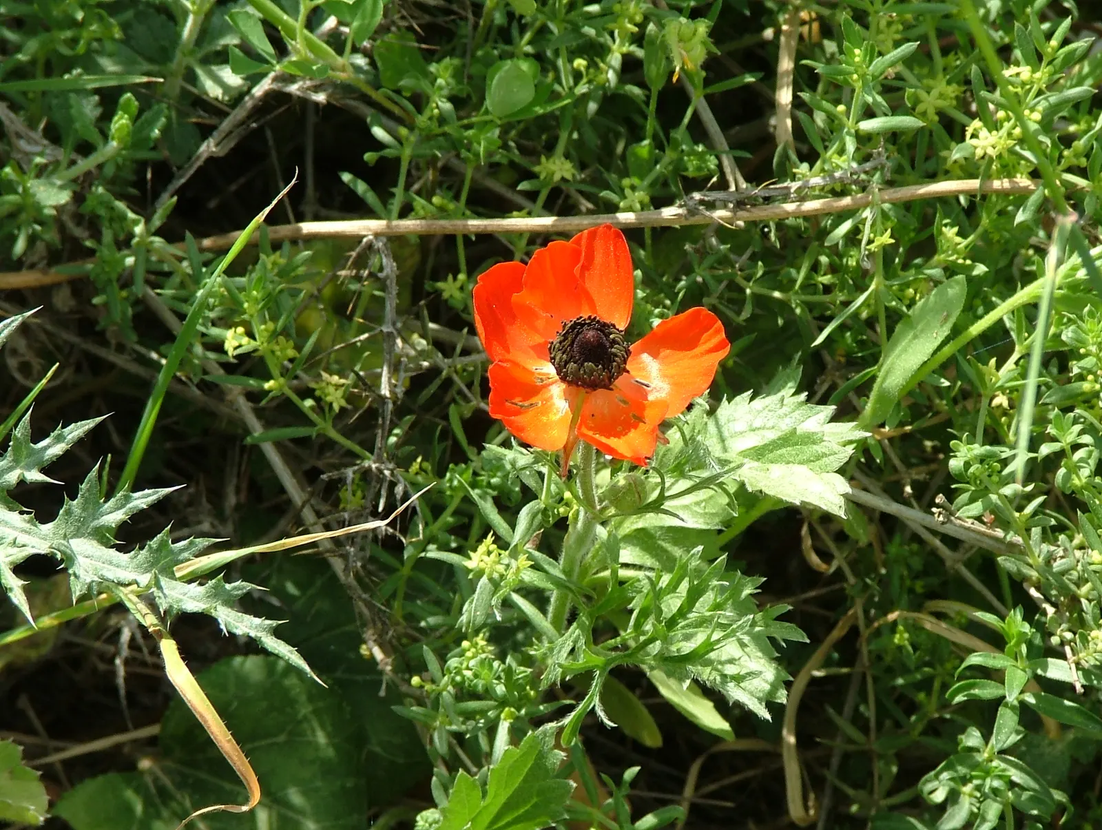 Ranunculus (Ranunculus Asiaticus) — deeply lobed leaves providing a plush green backdrop that accentuates its jewel-toned blossoms; perennial with, image 62