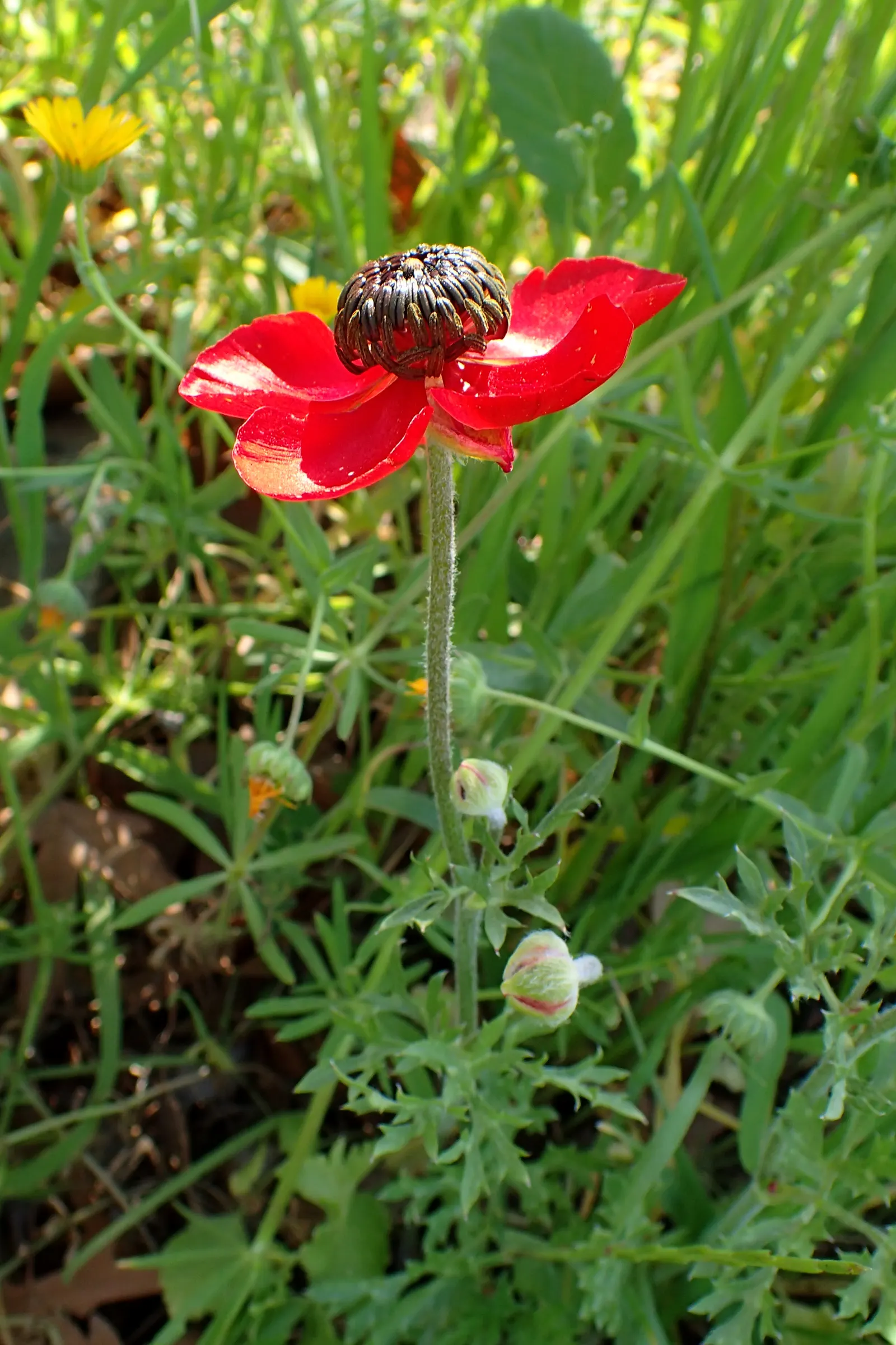 Ranunculus (Ranunculus Asiaticus) — Remember to plant the claw-like tubers in fall or early spring