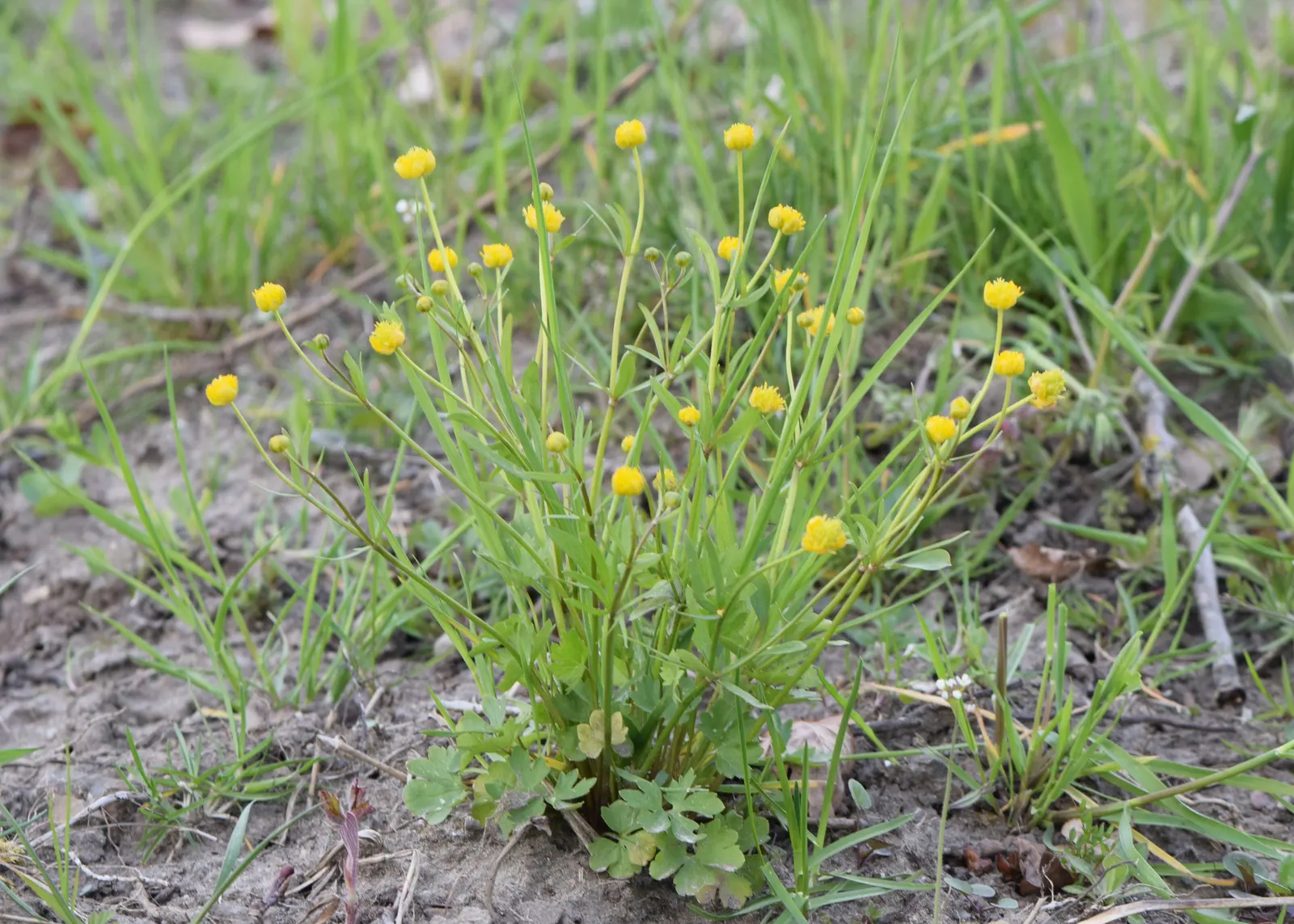 Ranunculus (Ranunculus Asiaticus) — these hardy perennials are perfect for borders; deadheading is recommended, image 102