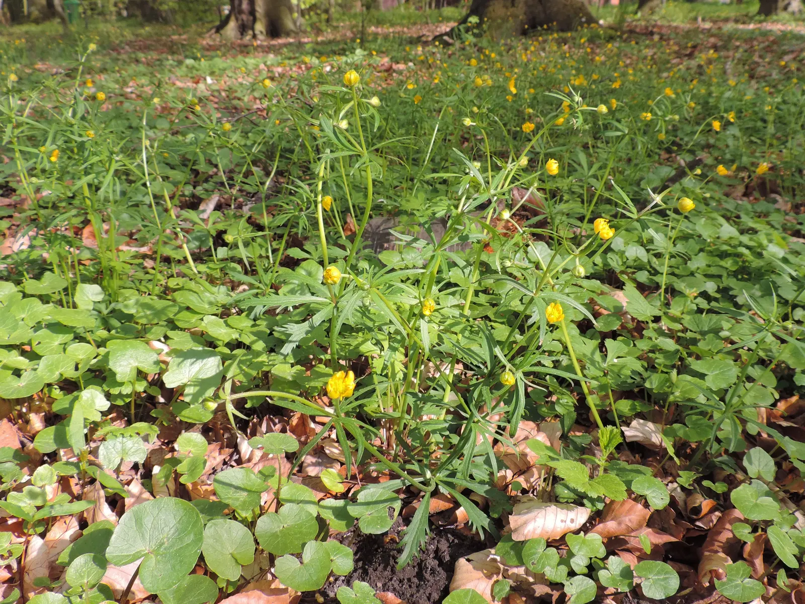 Ranunculus (Ranunculus Asiaticus) — Its sturdy stems are adorned with bright; flourishing in USDA hardiness zones 8 to 10, image 84