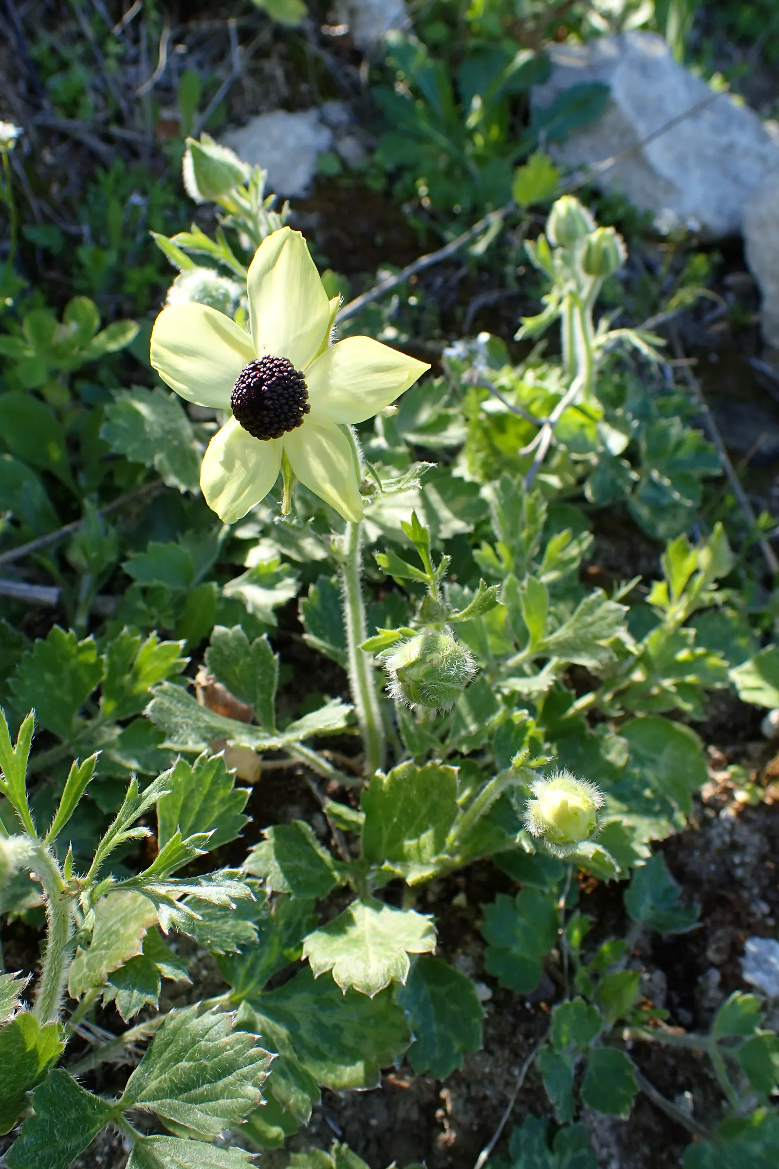 Ranunculus (Ranunculus Asiaticus) — and their cut flowers provide lasting beauty in floral arrangements; they thrive in full sun to partial shade, image 138