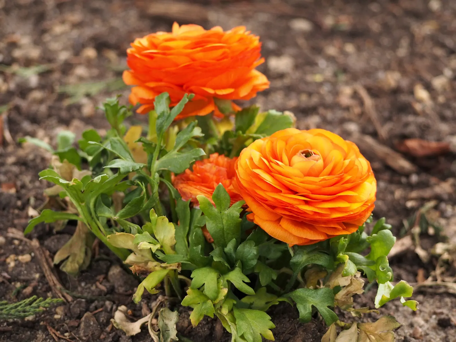 Ranunculus (Ranunculus Asiaticus) — They thrive in full sun to partial shade and prefer well-drained soil; and their cut flowers provide lasting beauty in