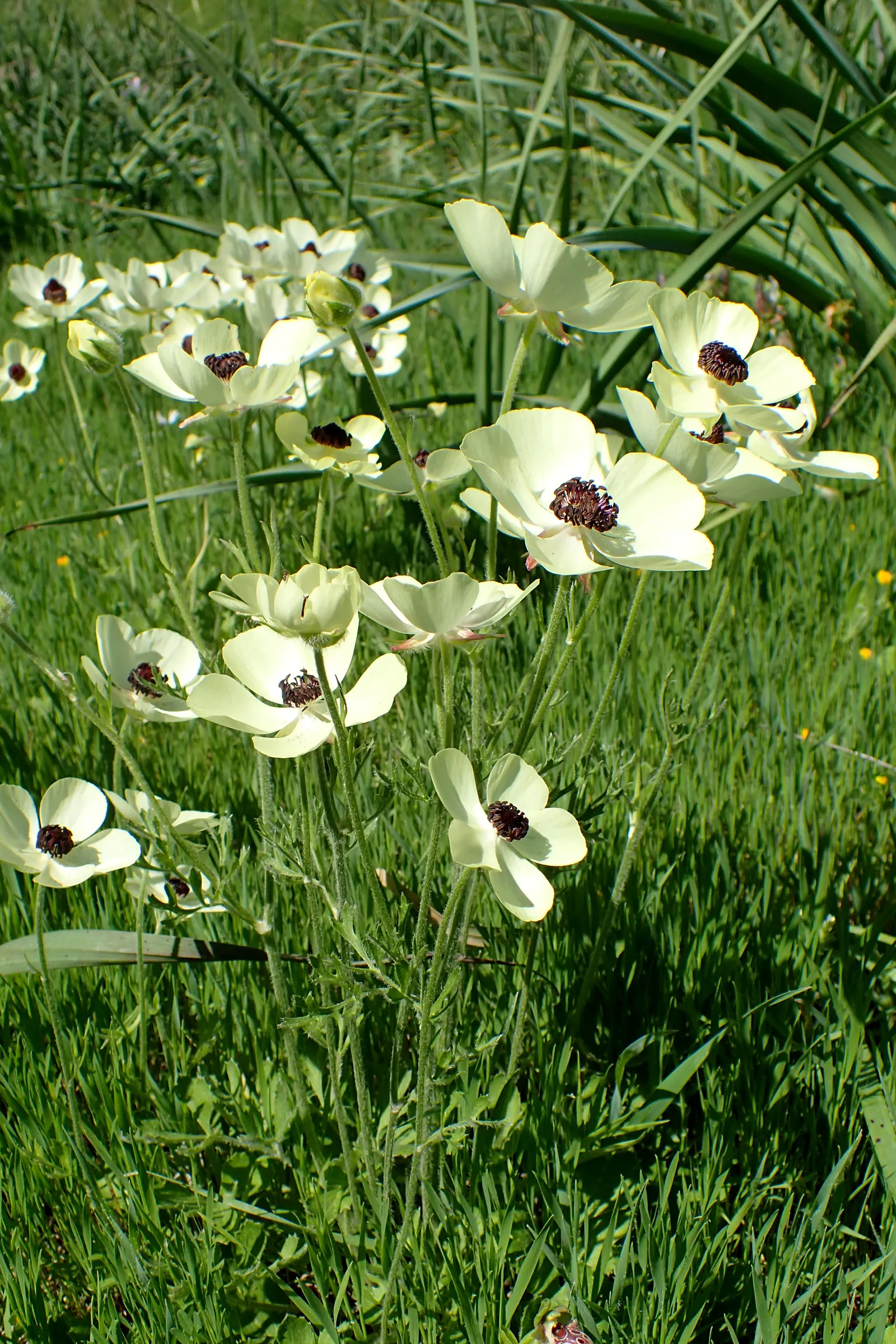 Ranunculus (Ranunculus Asiaticus) — at a depth of approximately 2 inches
