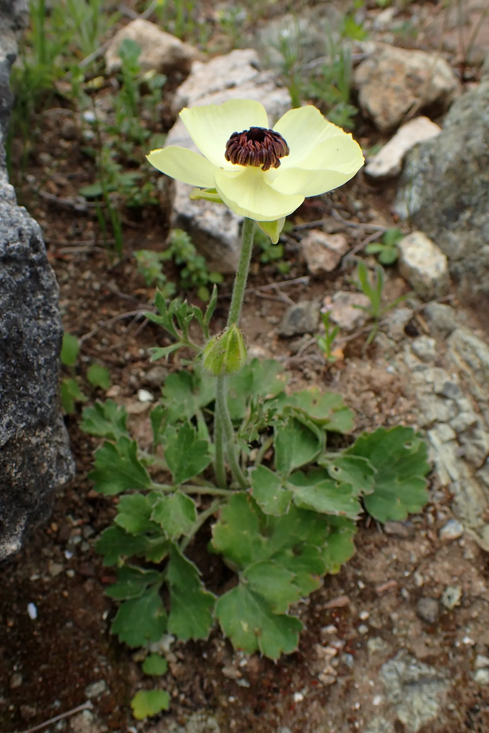 Ranunculus (Ranunculus Asiaticus) — such as tulips and daffodils