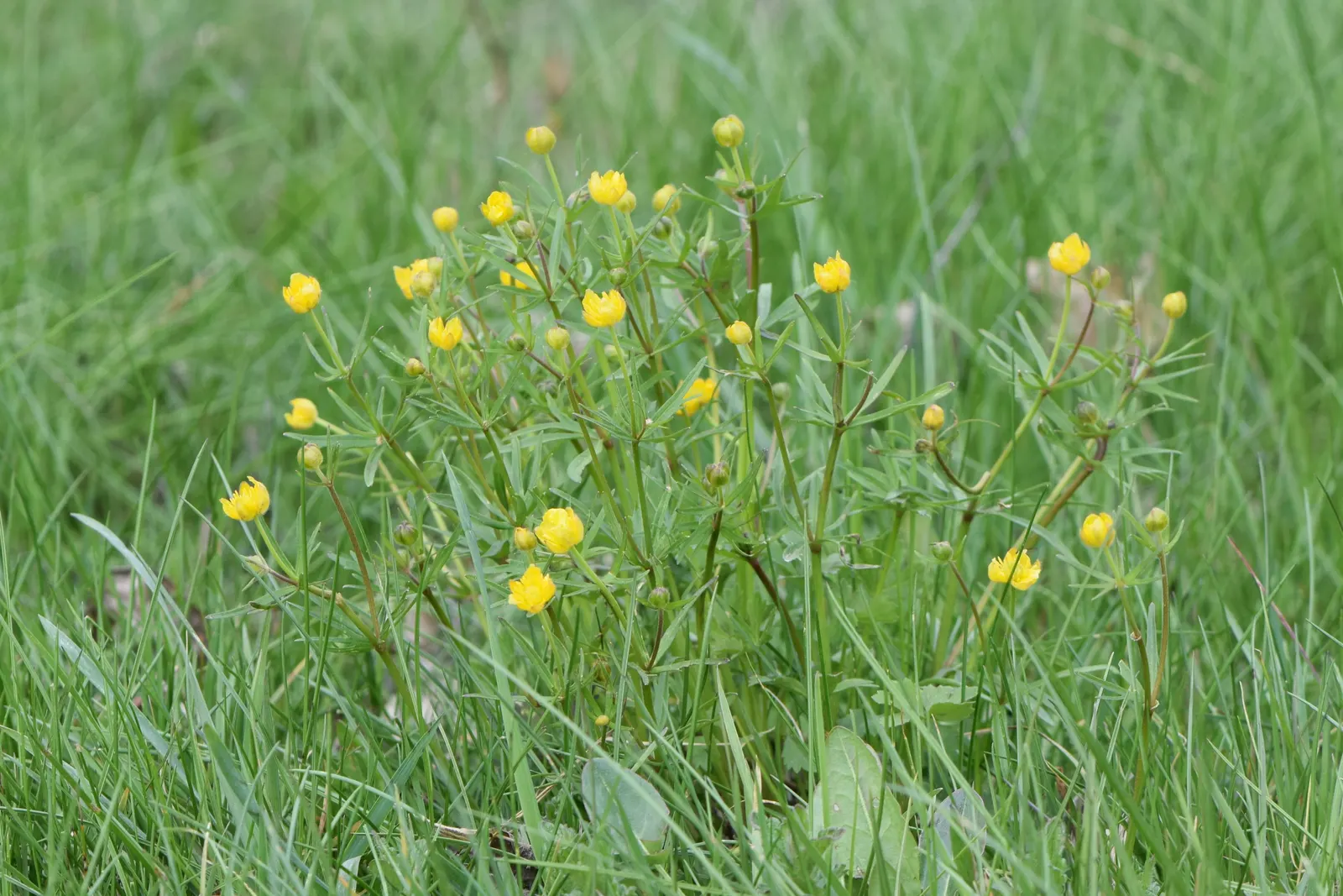 Ranunculus (Ranunculus Asiaticus) — Blooming vibrantly in spring, they stand approximately 12-24 inches tall with a spread of 9-12 inches; commonly, image 124