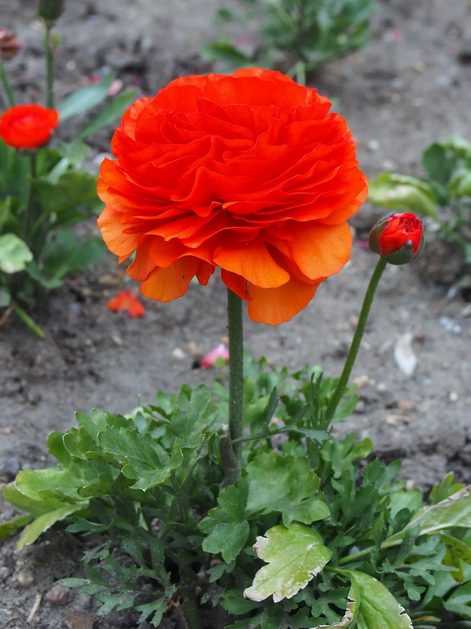 Ranunculus (Ranunculus Asiaticus) — Its sturdy stems are adorned with bright; flourishing in USDA hardiness zones 8 to 10, image 132
