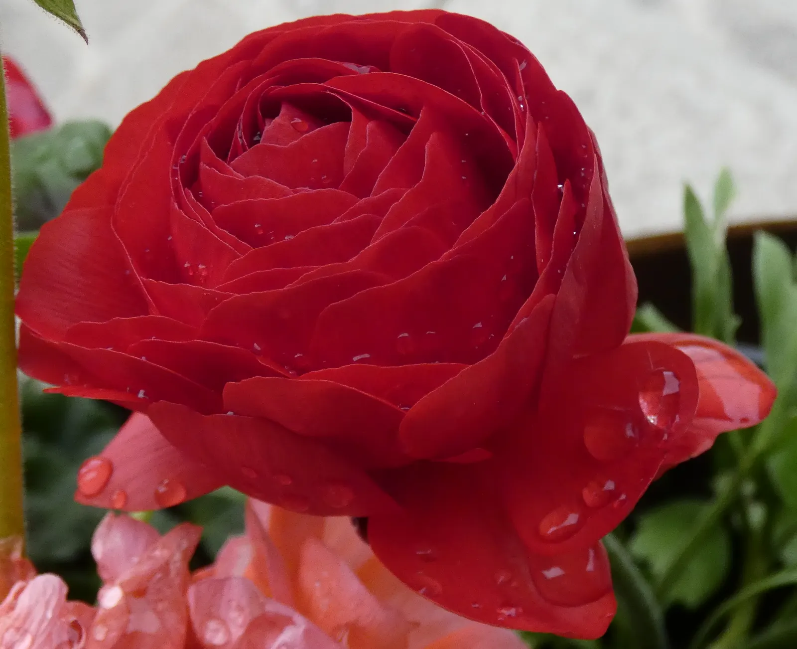 Ranunculus (Ranunculus Asiaticus) — deadheading is recommended; these hardy perennials are perfect for borders, image 87