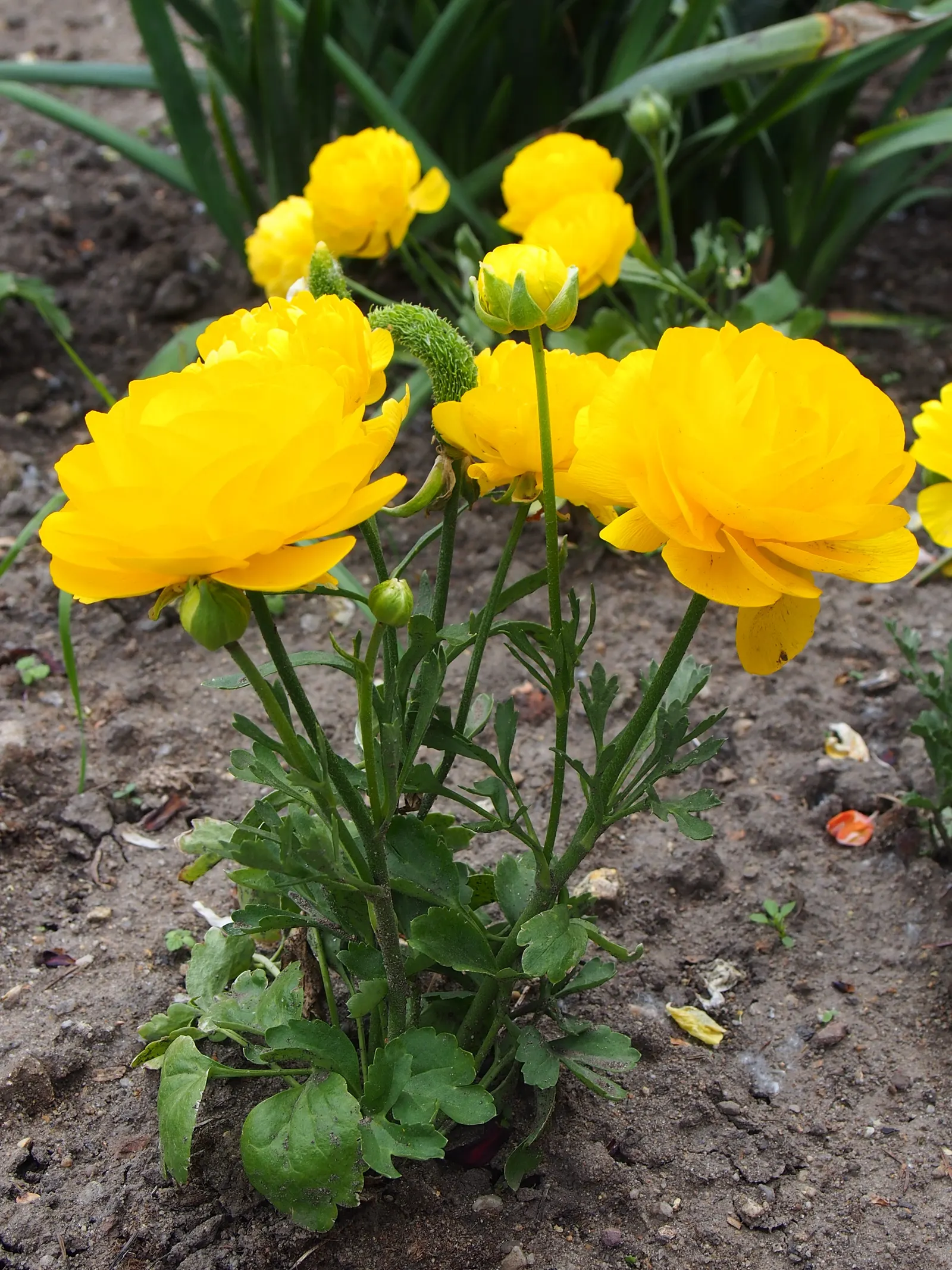 Ranunculus (Ranunculus Asiaticus) — and their cut flowers provide lasting beauty in floral arrangements; they thrive in full sun to partial shade, image 162