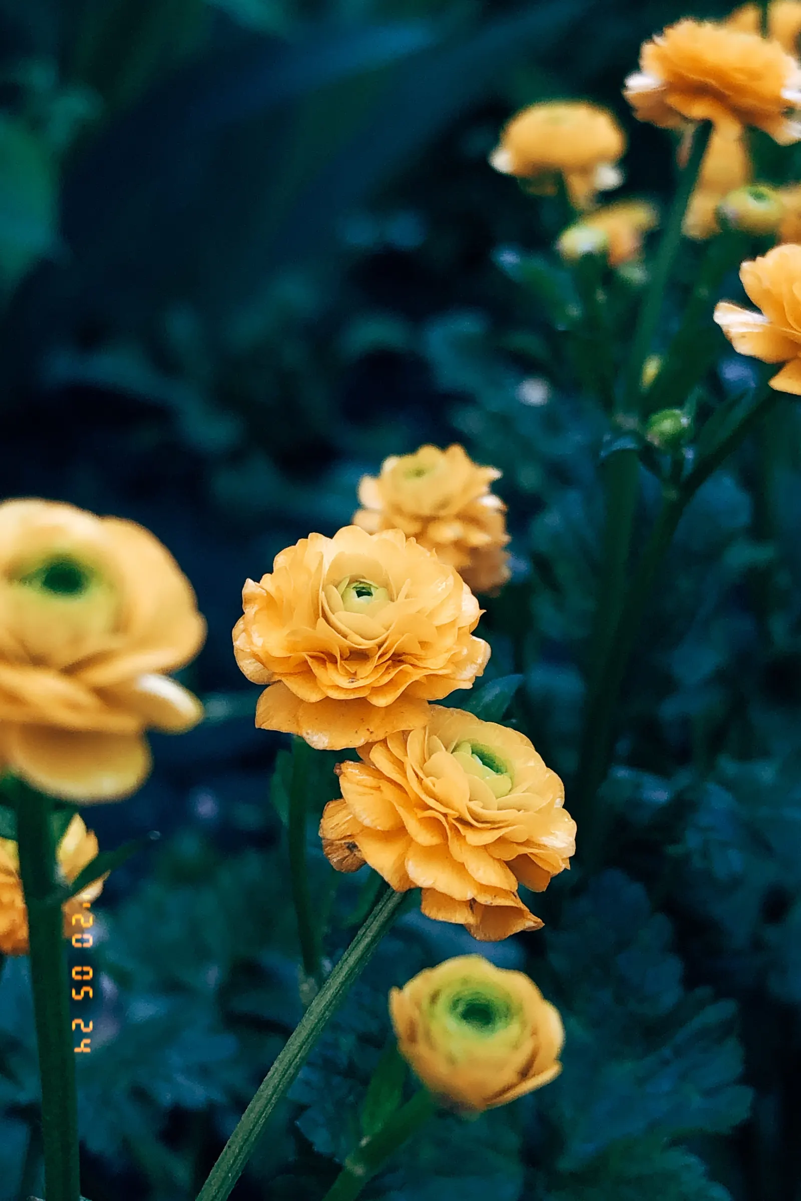 Ranunculus (Ranunculus Asiaticus) — perennial for full or half; and space them about 6 to 8 inches apart to allow for proper growth and ventilation, image 120