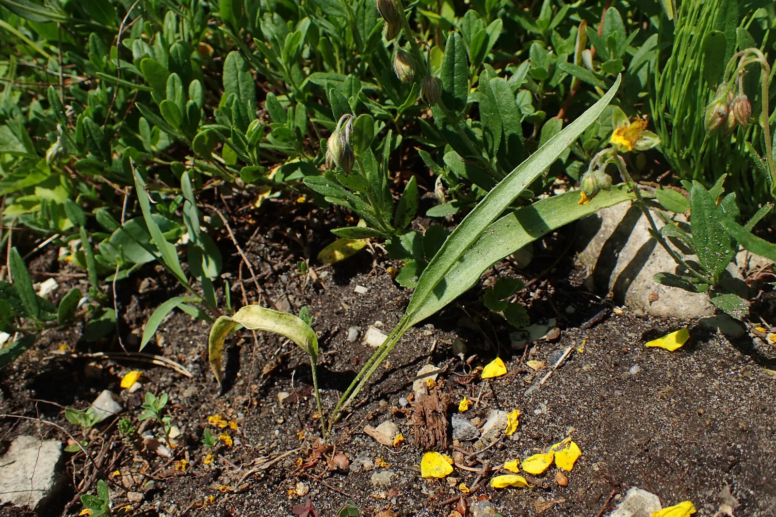 Ranunculus (Ranunculus Asiaticus) — They pair exceptionally well with spring bulbs; cup-shaped flowers that span 3 to 5 inches across and present a palette