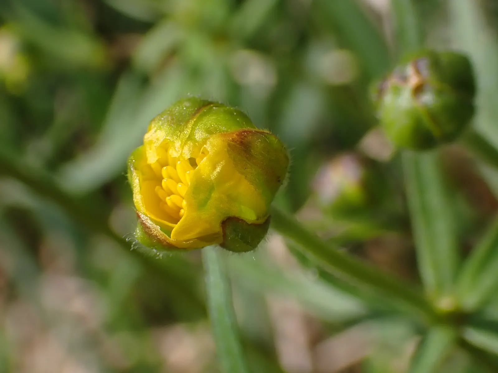 Ranunculus (Ranunculus Asiaticus) — at a depth of approximately 2 inches; such as tulips and daffodils, image 92