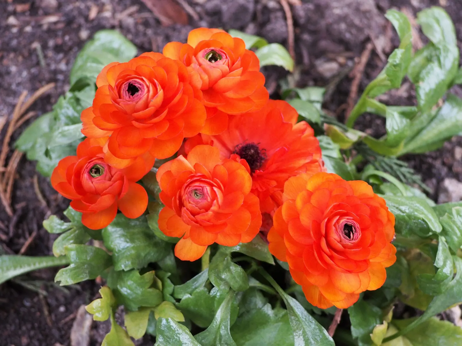Ranunculus (Ranunculus Asiaticus) — Blooming vibrantly in spring, they stand approximately 12-24 inches tall with a spread of 9-12 inches; commonly known as
