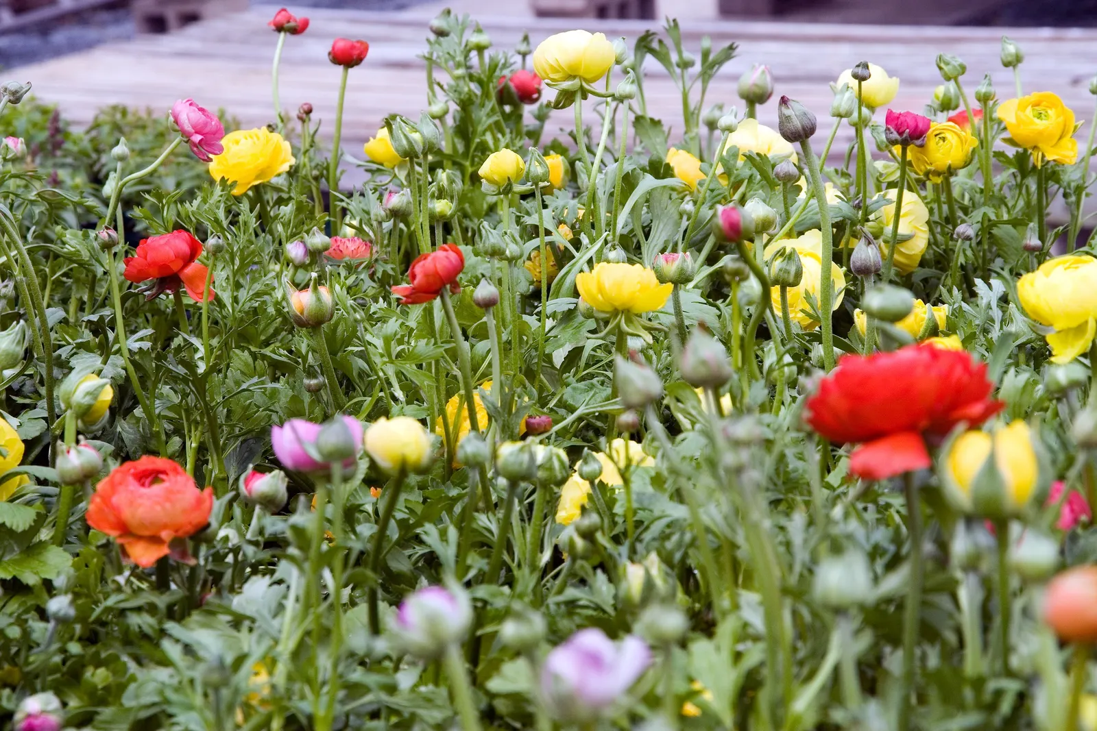 Ranunculus (Ranunculus Asiaticus) — Remember to plant the claw-like tubers in fall or early spring; this plant demands well-draining soil and a, image 67