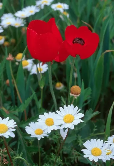 Ranunculus (Ranunculus Asiaticus) — They pair exceptionally well with spring bulbs; cup-shaped flowers that span 3 to 5 inches across and present a, image 136