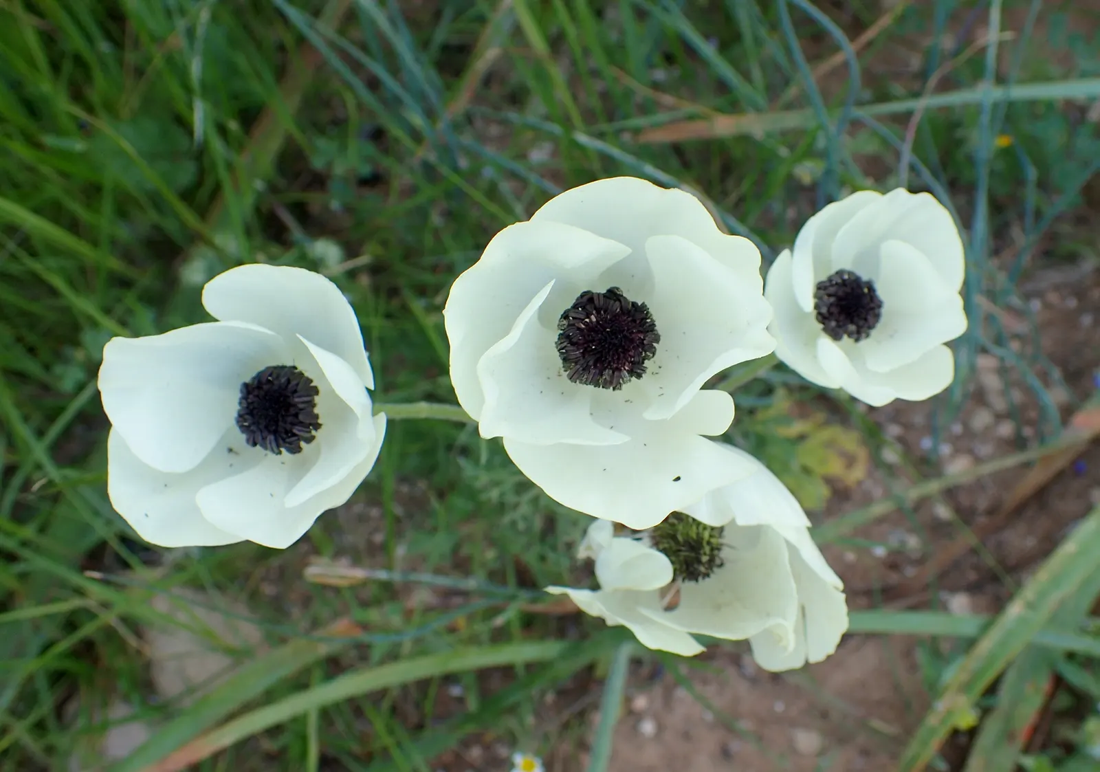 Ranunculus (Ranunculus Asiaticus) — pink and purple and red and white and yellow flowers in the garden
