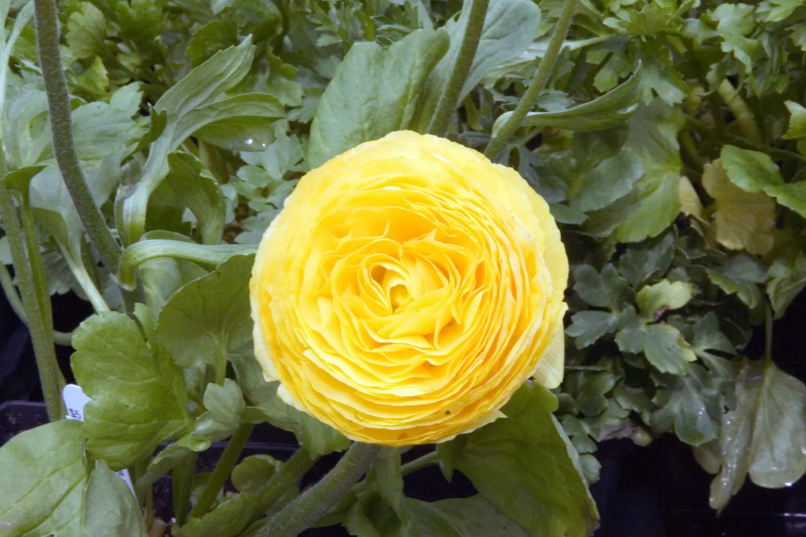 Ranunculus (Ranunculus Asiaticus) — They pair exceptionally well with spring bulbs; cup-shaped flowers that span 3 to 5 inches across and present a, image 64