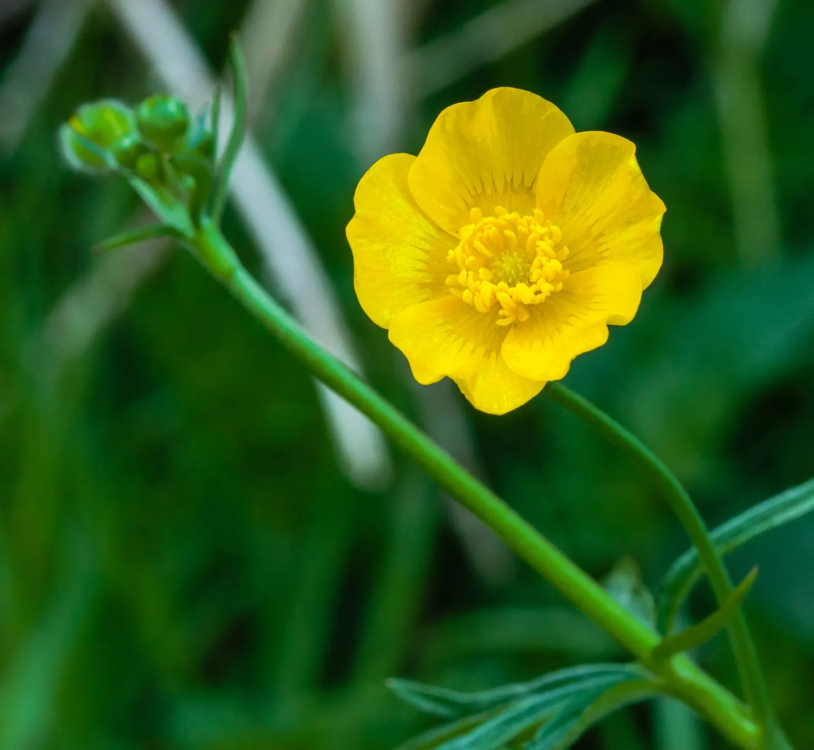 Ranunculus (Ranunculus Asiaticus) — perennial with pink and purple and red and white and yellow blooms; deeply lobed leaves providing a plush green, image 71
