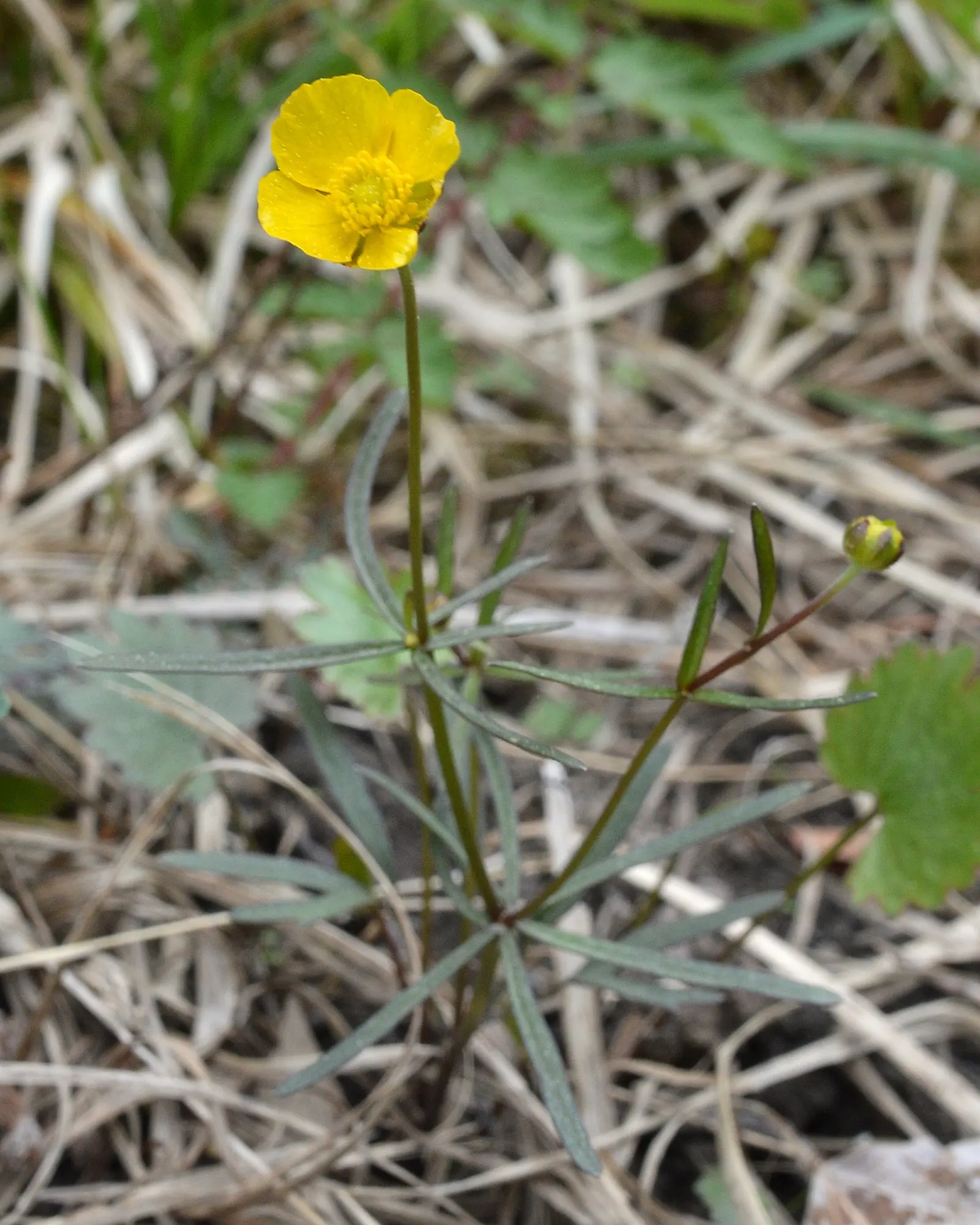 Ranunculus (Ranunculus Asiaticus) — deeply lobed leaves providing a plush green backdrop that accentuates its jewel-toned blossoms; perennial with, image 158