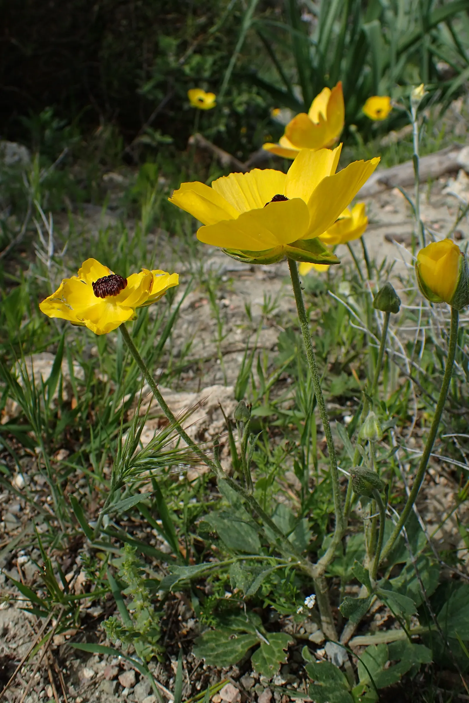 Ranunculus (Ranunculus Asiaticus) — deeply lobed leaves providing a plush green backdrop that accentuates its jewel-toned blossoms