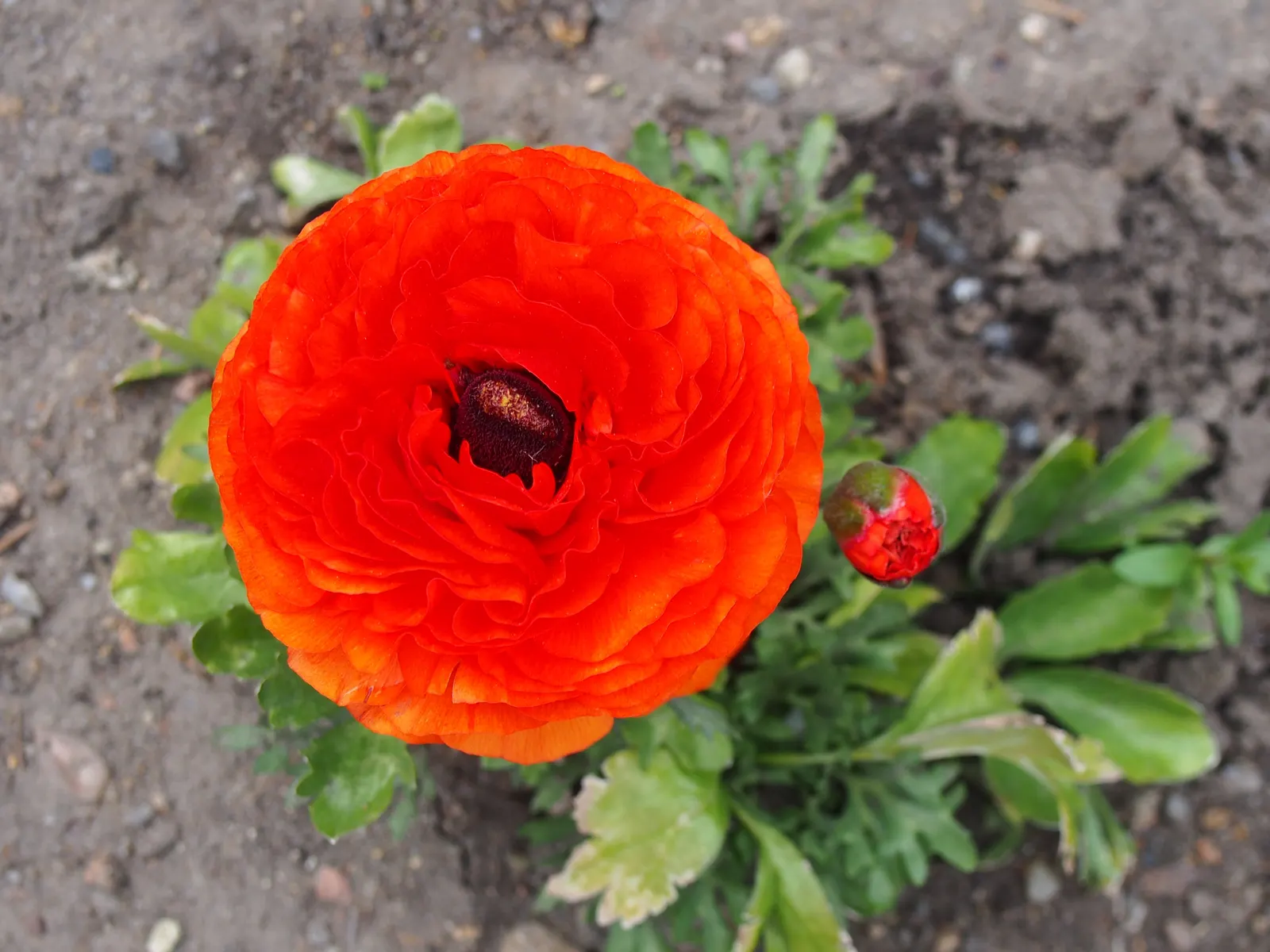 Ranunculus (Ranunculus Asiaticus) — fully double flowers with layered petals resembling tissue paper; making it an excellent choice for mid-border, image 122