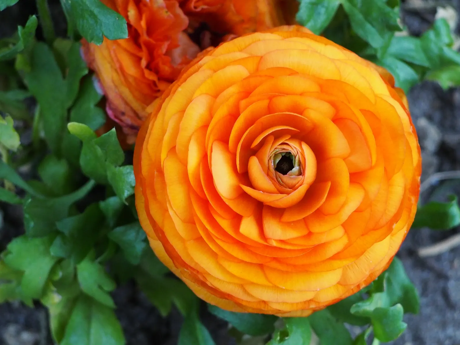 Ranunculus (Ranunculus Asiaticus) — fully double flowers with layered petals resembling tissue paper; making it an excellent choice for mid-border, image 146