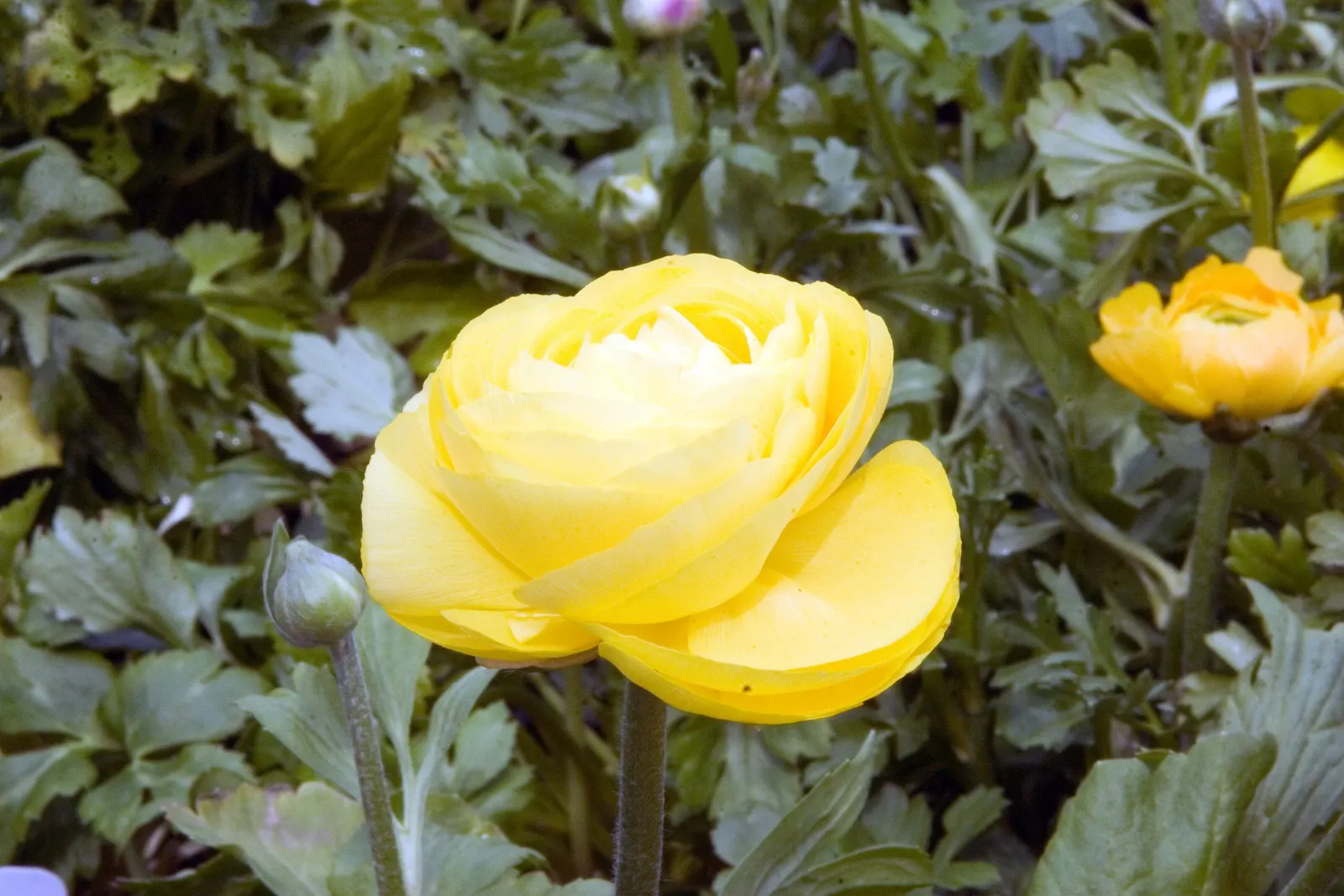 Ranunculus (Ranunculus Asiaticus) — deadheading is recommended; these hardy perennials are perfect for borders, image 63